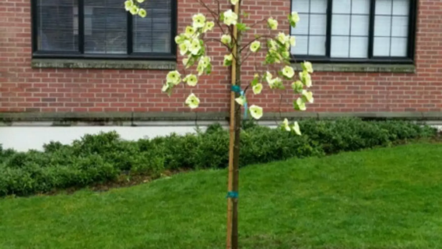 A newly planted tree