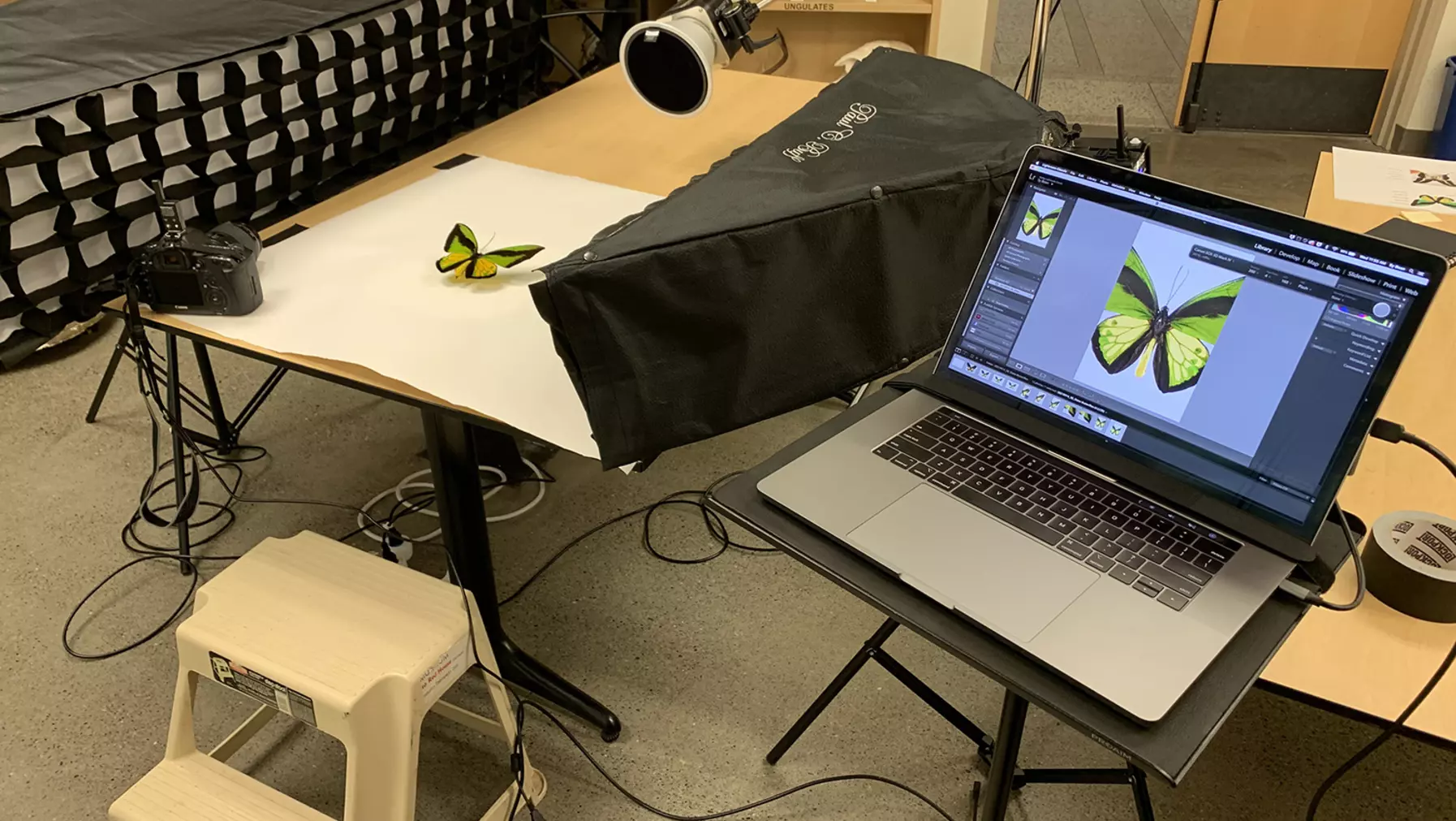 Butterfly photo shoot setup in Slater Museum of Natural History