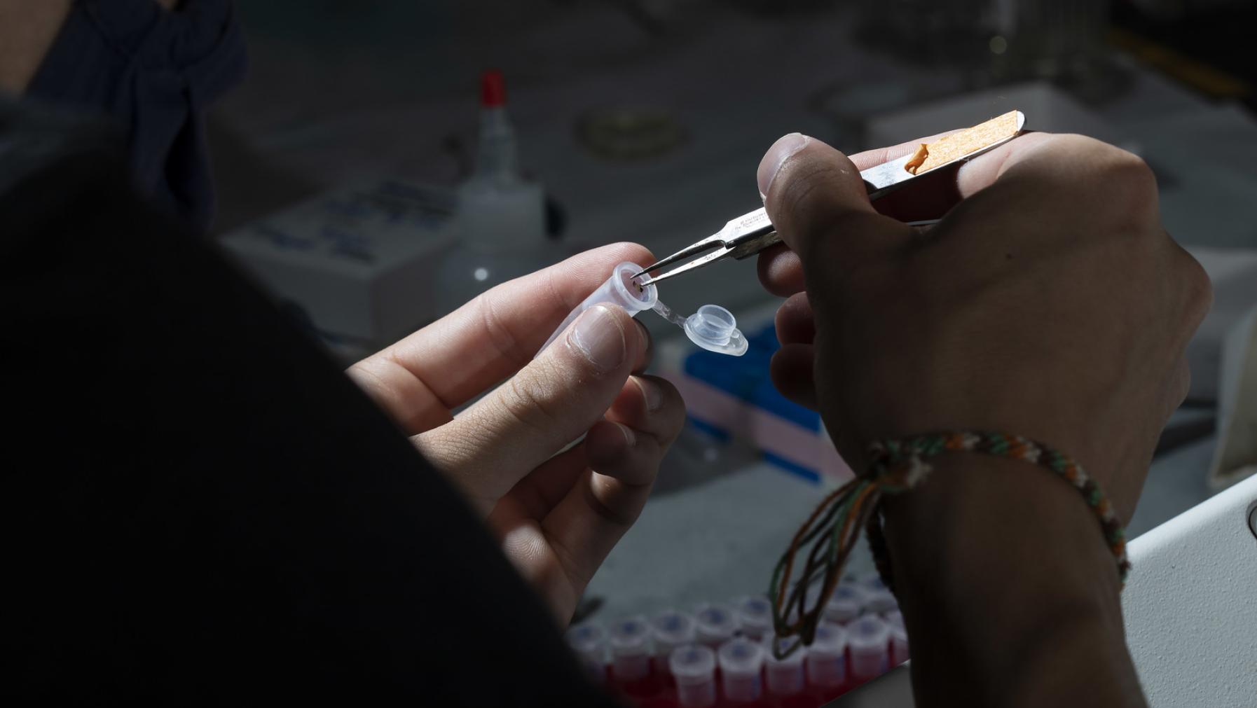 A researcher holds a plastic test tube in one hand while extracting a tiny specimen with tweezers held in the other