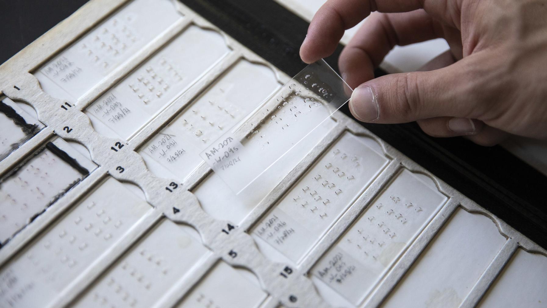 A tray of microscope slides