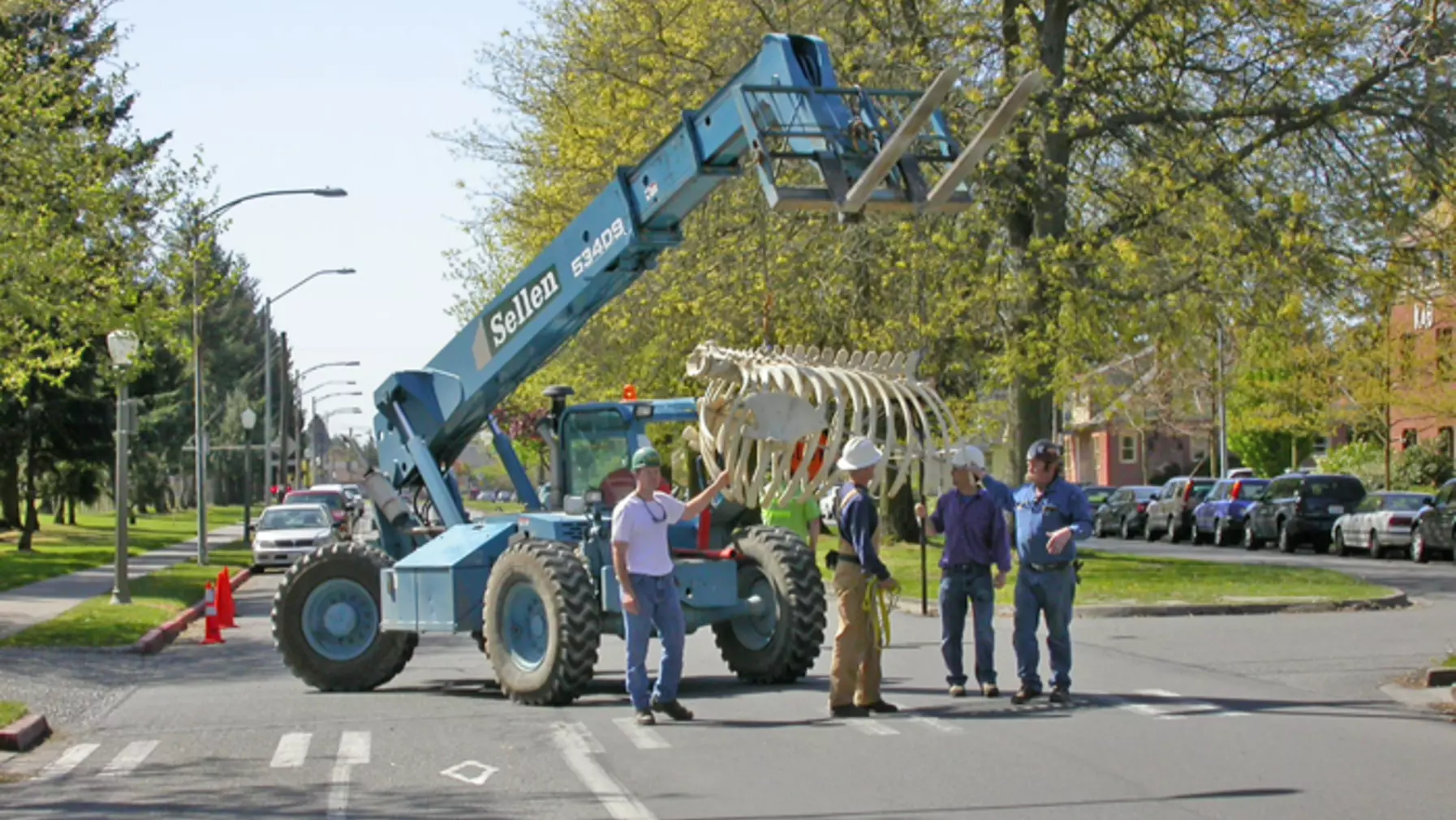 The ribs on parade from the Thompson Hall parking lot down Union Avenue to Harned Hall with Isaac, Albert, Peter and Jerry holding the assembly steady.