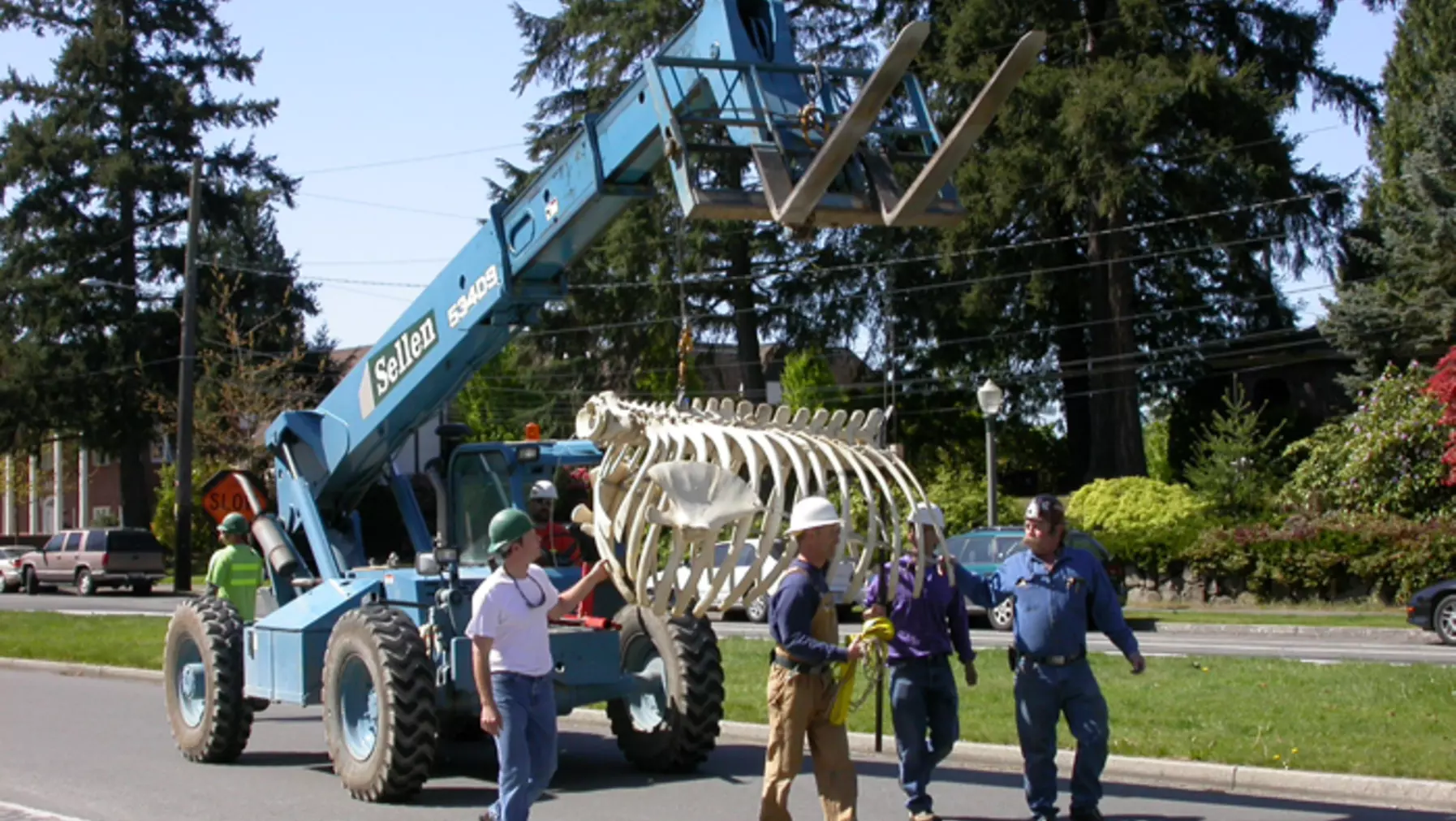 The ribs on parade from the Thompson Hall parking lot down Union Avenue to Harned Hall with Isaac, Albert, Peter and Jerry holding the assembly steady.