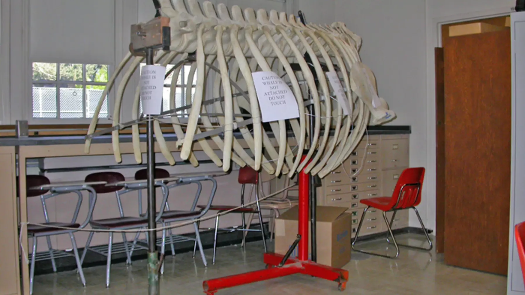 Ribs stored in the geology lab.