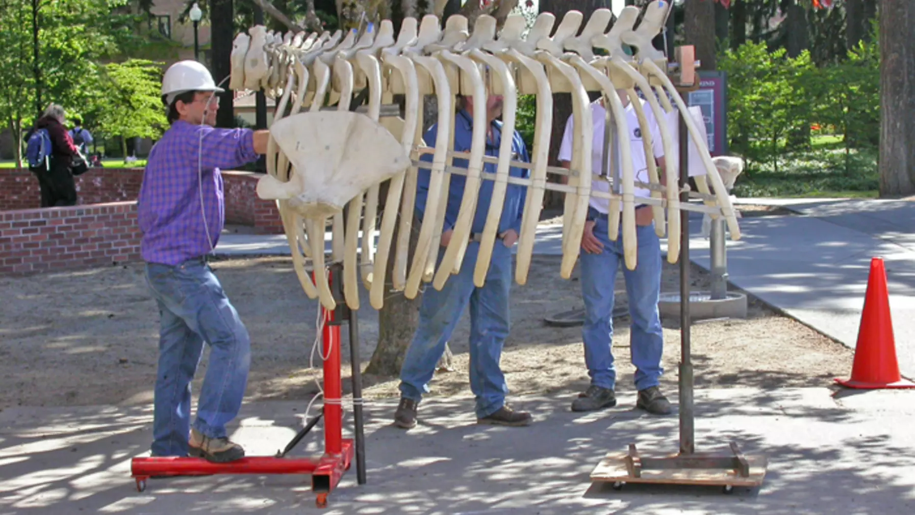 Peter holding the ribs securely and the team hooking to the lift to move the ribs to Harned Hall (right) on May 3, 2006.