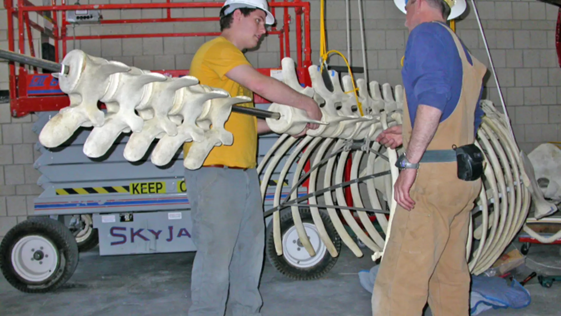 Otto Gockman, museum assistant and work study student, installs the vertebrae with Albert giving advice. The vertebrae were predrilled by Albert. The pipe from the rear of the ribs back to the tail was bent by Albert to give the whale a graceful posture.