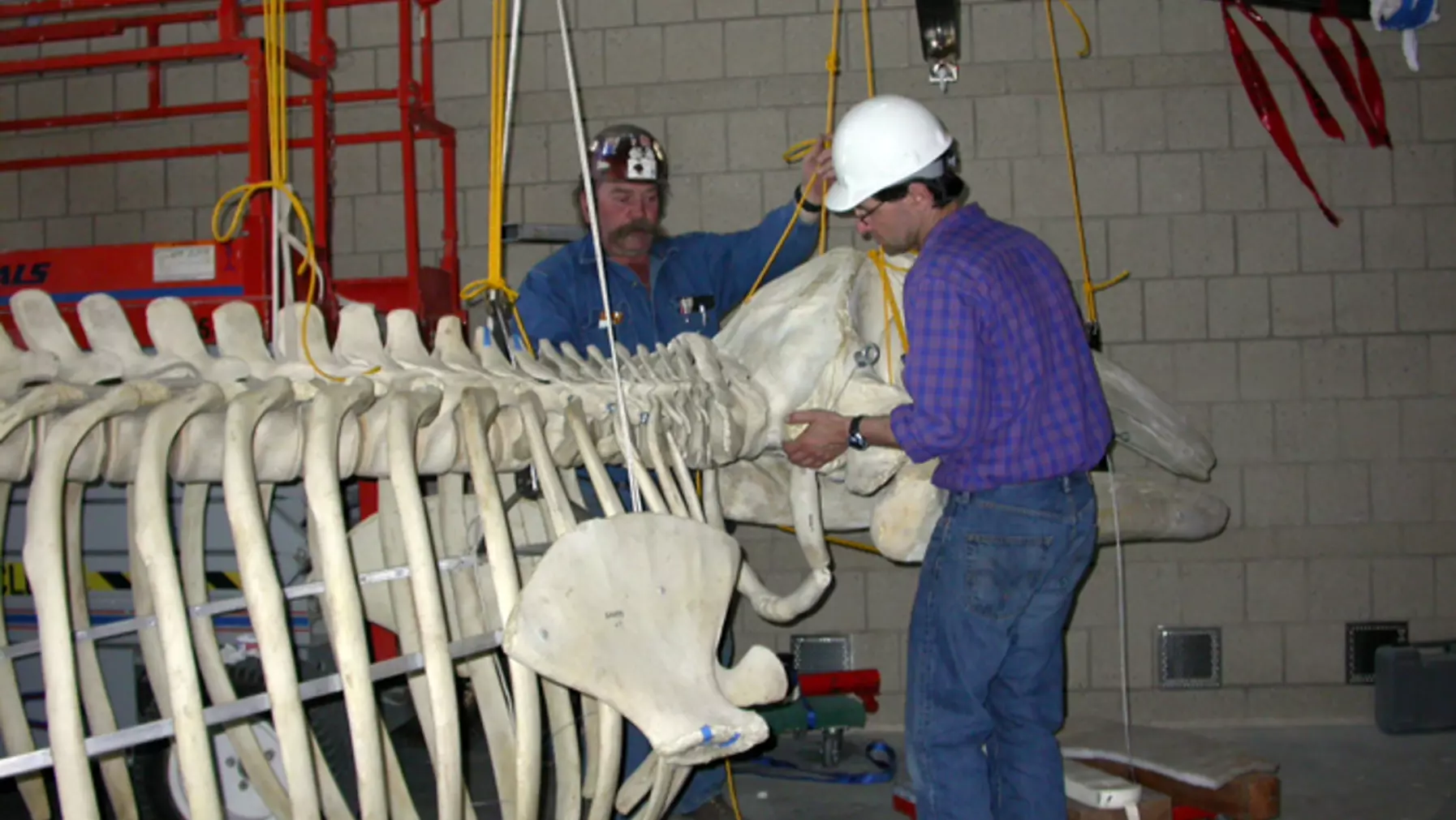 Peter and Jerry hang the skull and check the fit with the rib assembly.