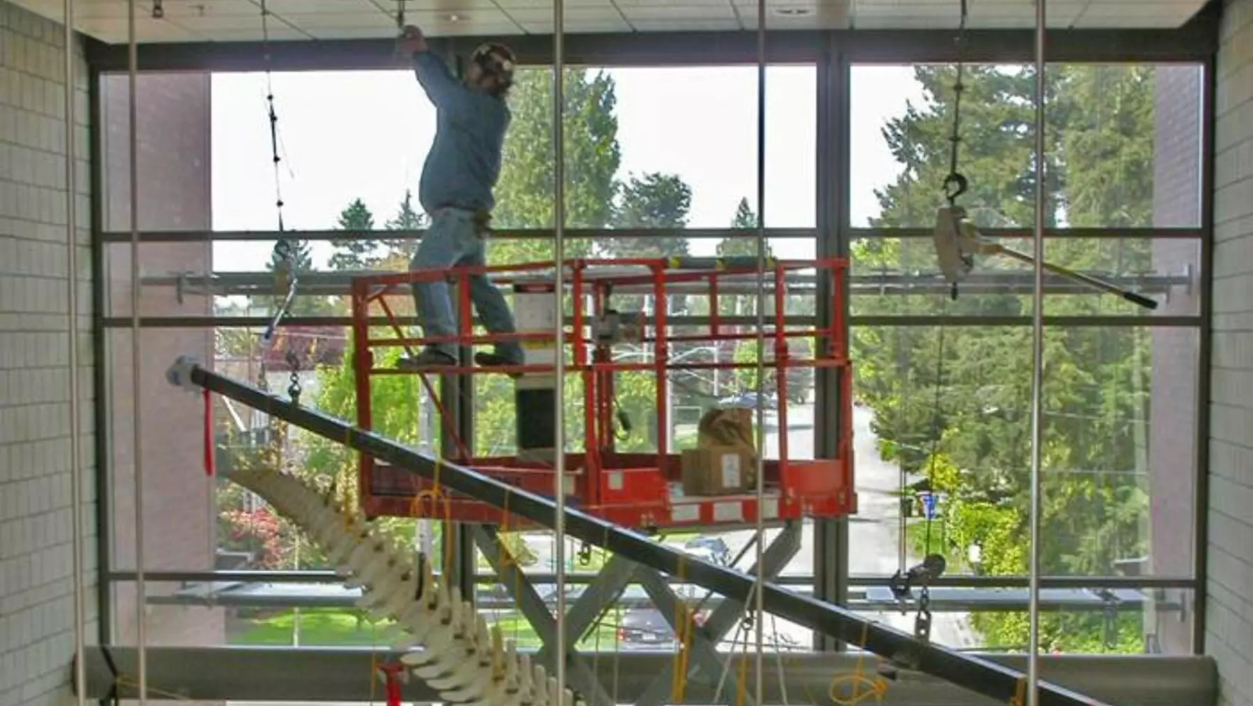 Jerry installing the 12 1/8" stainless steel hanging cables. He is 39 feet up. No need to worry about the cables. The recommended working load is about 340 lbs and breaking load is 1760 lb. The skeleton weighs about 270 lb and the head about 110 lbs. Each of eight cables on the skeleton carries only about 40 lbs and the four head cables carry about 27 lbs. When cabling was complete, Jerry and Isaac used the come-alongs to lower the whale into place in the cable harness. The alignment was perfect.