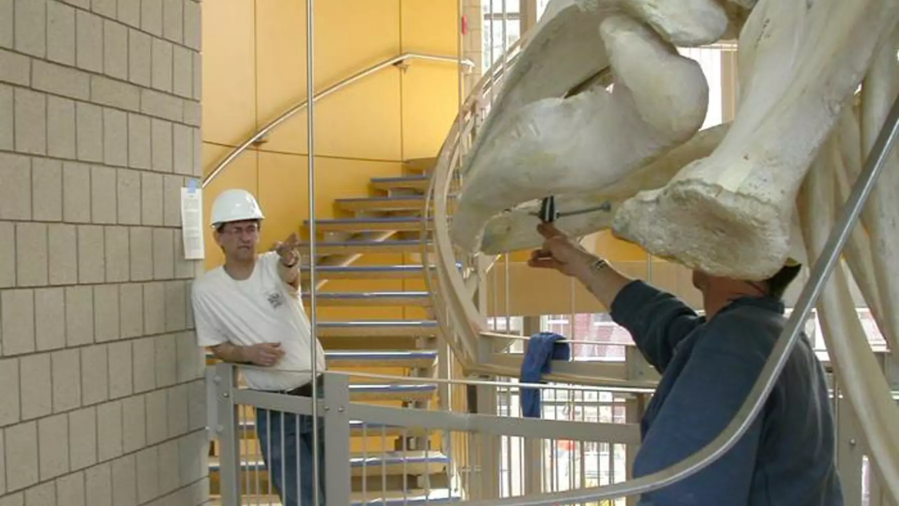 Peter and Albert discussing final details and installation of the left pectoral fin.