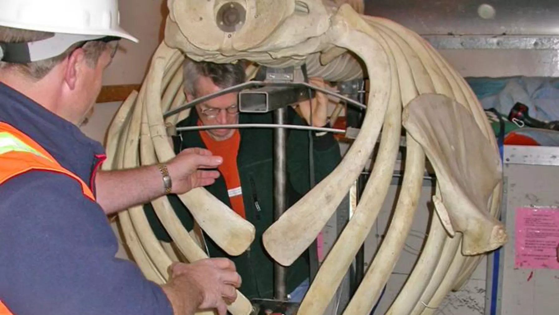 Gary Shugart in the ribs getting ready to carry them off the truck.