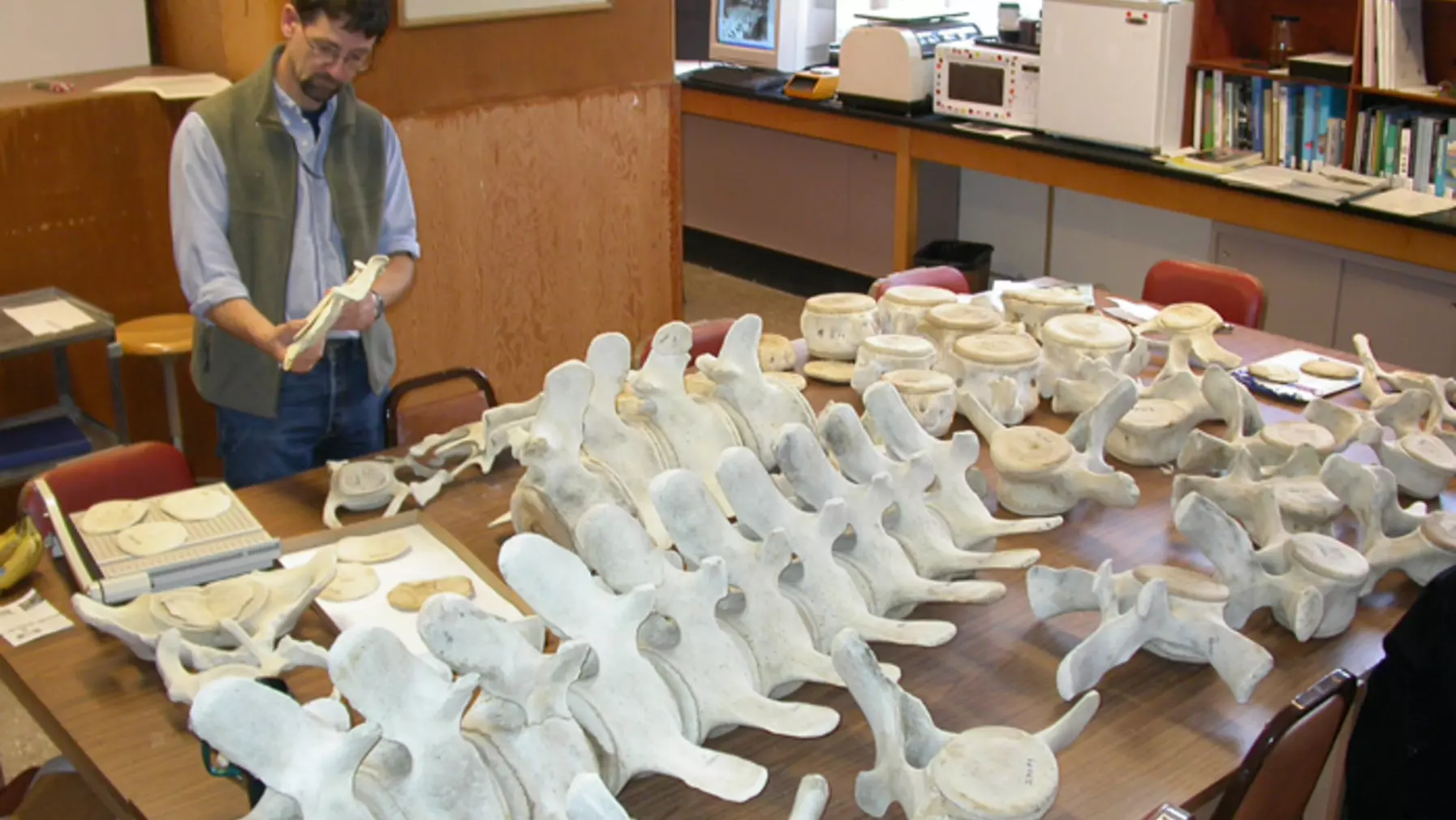 Museum Director Peter Wimberger and student volunteer Eileen Kennedy match the discs to the vertebrae.