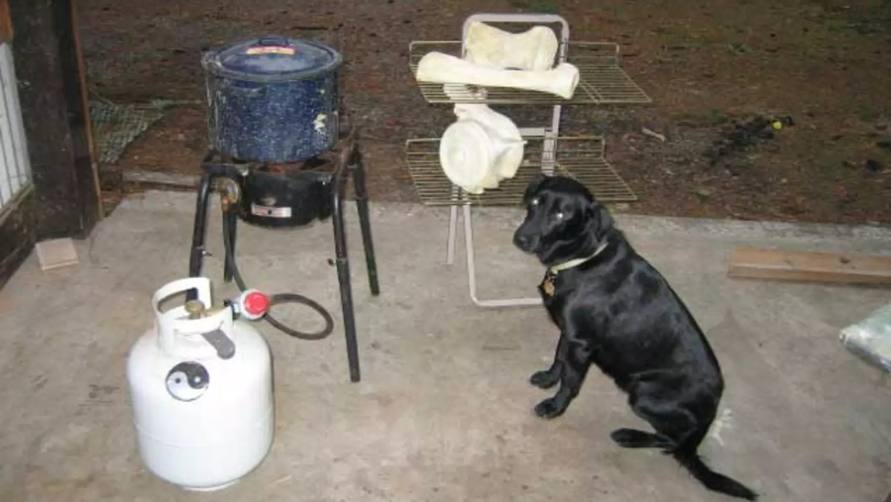 Albert Shepard cleans the bones with his lab...at his lab...uh...workshop.