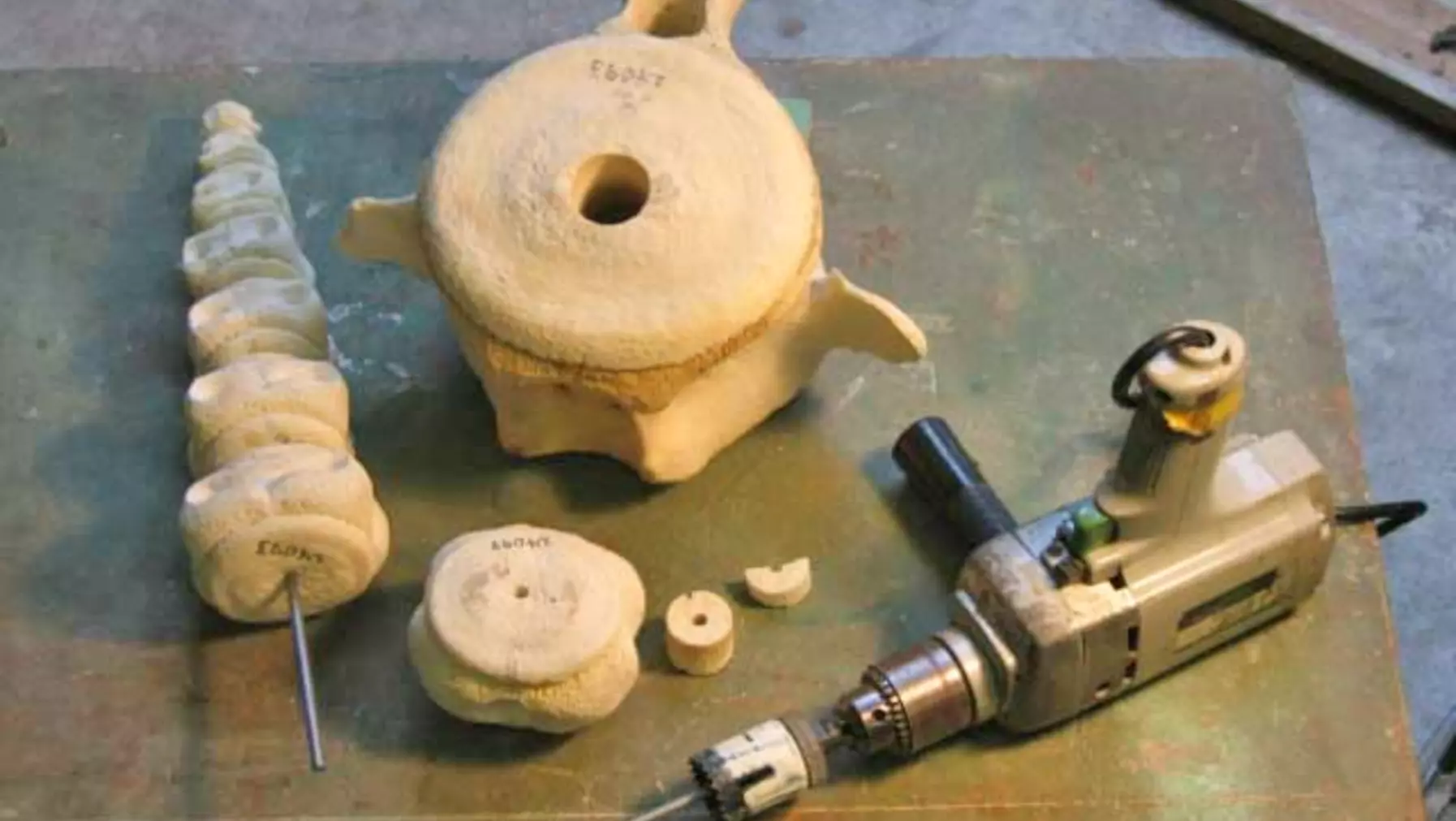 Vertebrae are drilled for attachment to metal mounting bars