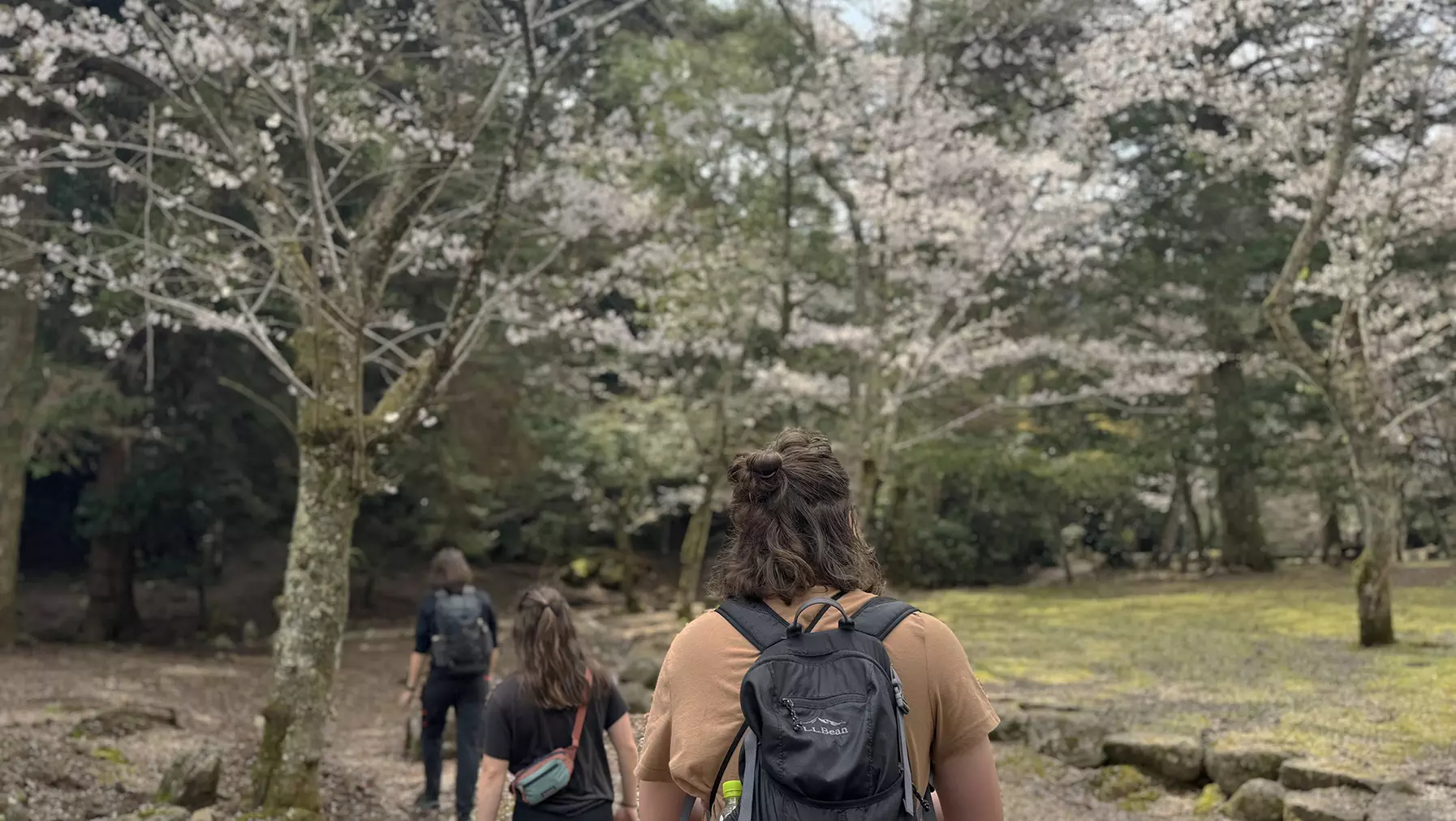 Students with cherry blossoms in Miyajima, Japan