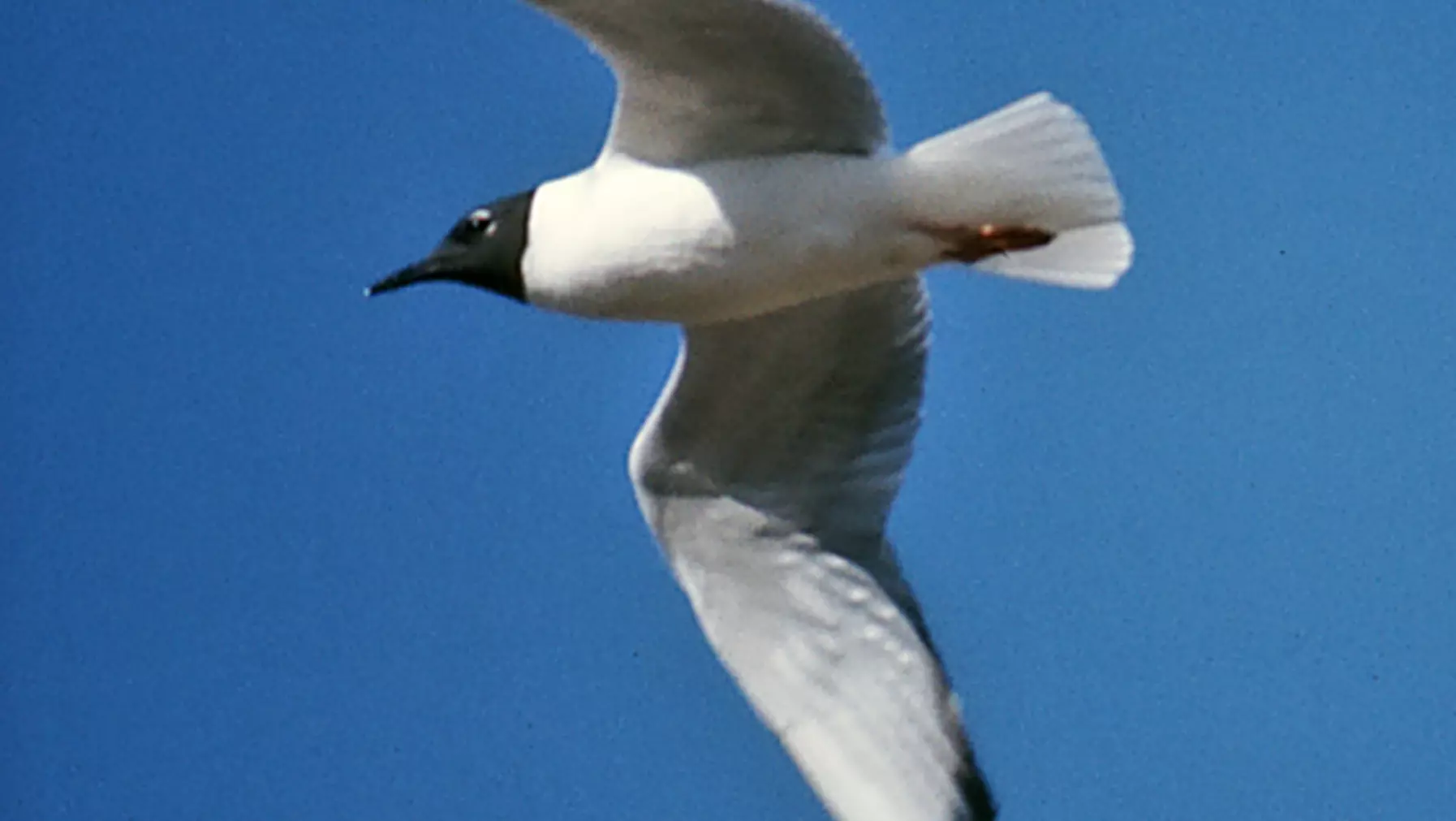 Bonaparte's Gull (DP)6.jpg