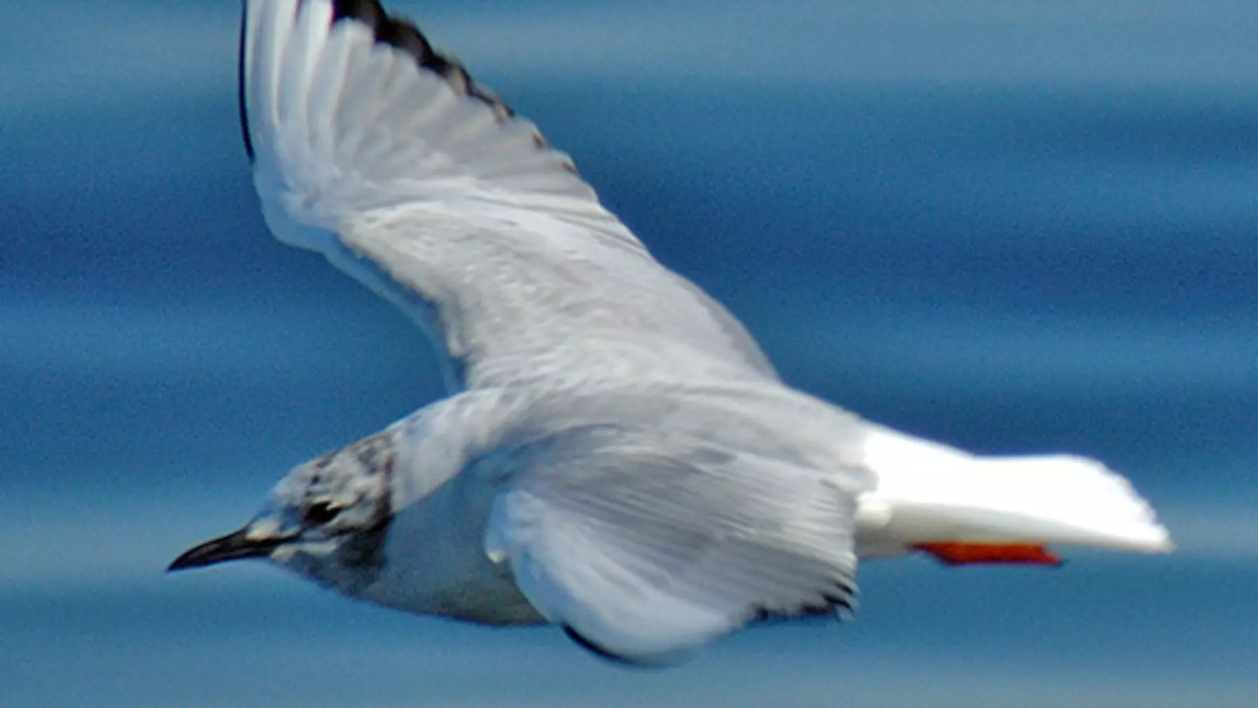 Bonaparte's Gull 34198.jpg