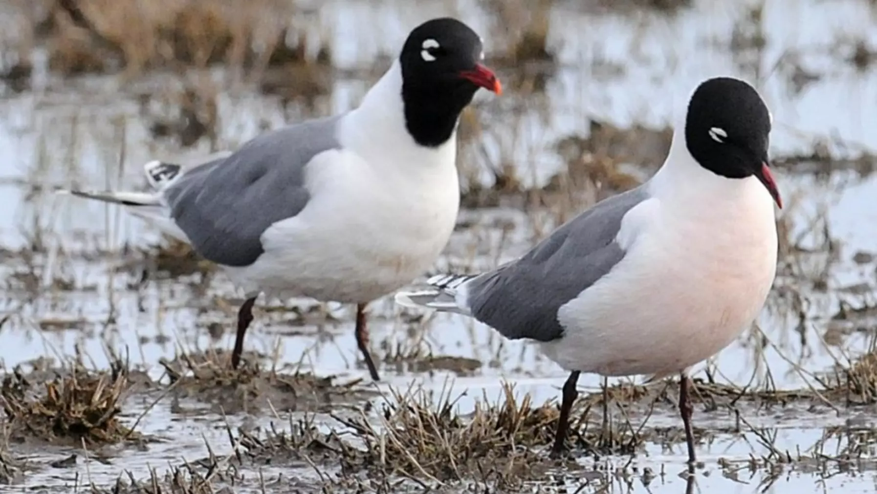 Franklin's Gull A7132.jpg