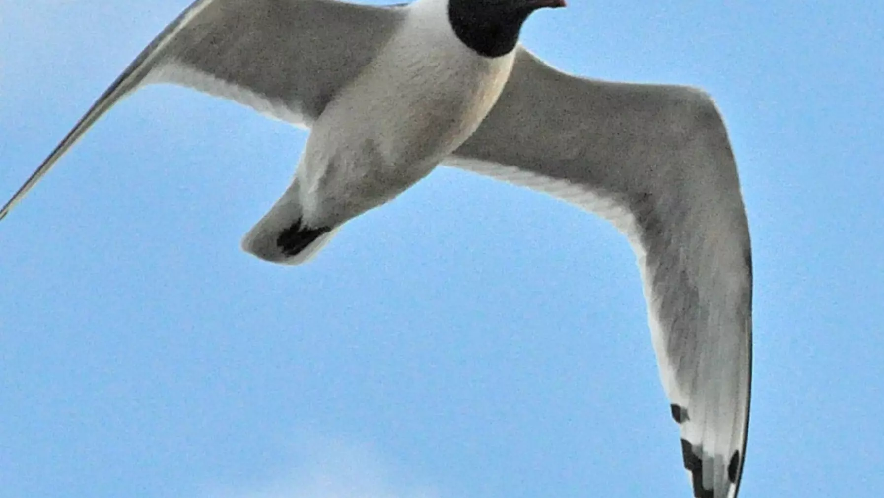 Franklin's Gull B2843.jpg