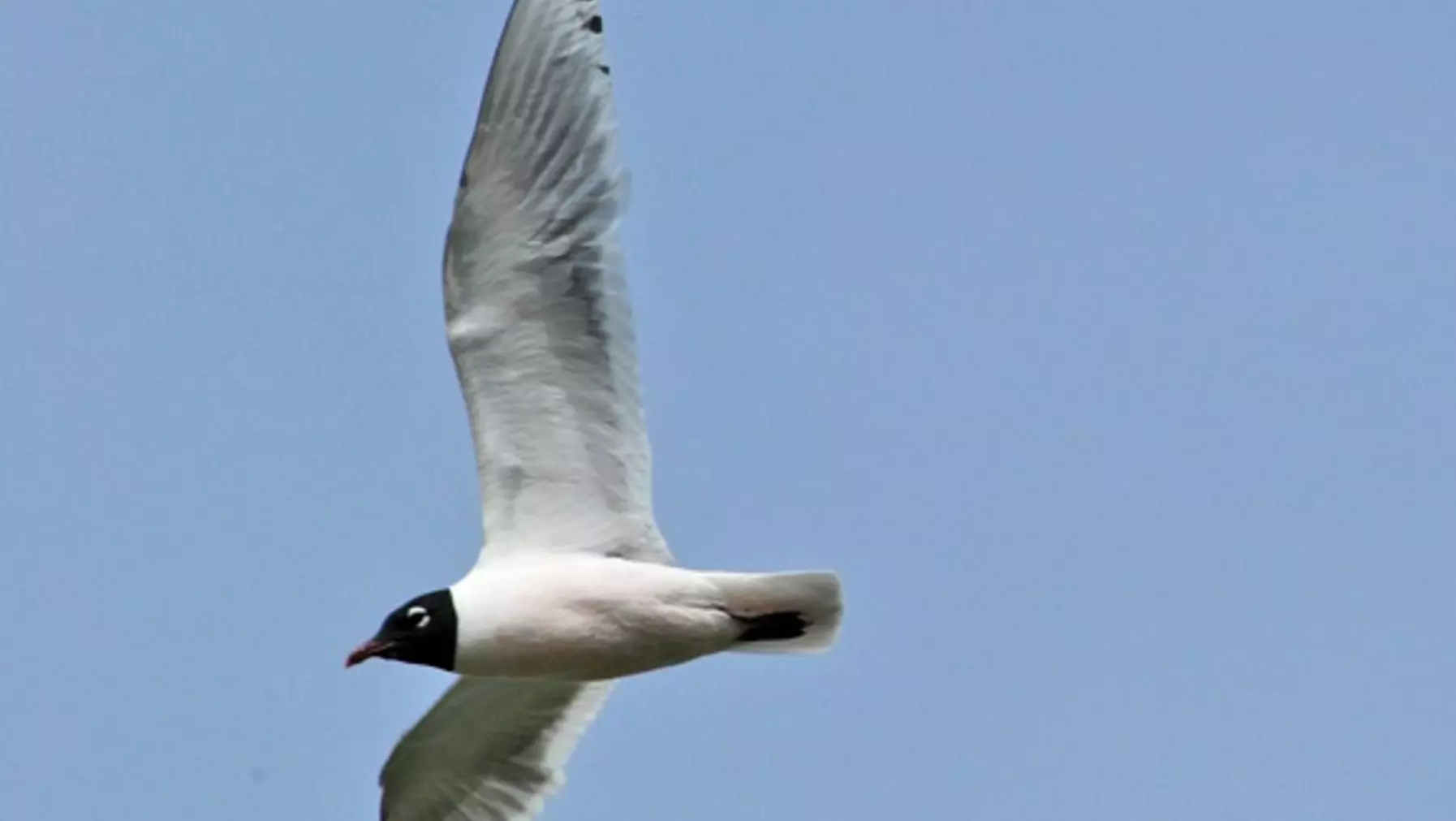 Franklin's Gull D3522.jpeg