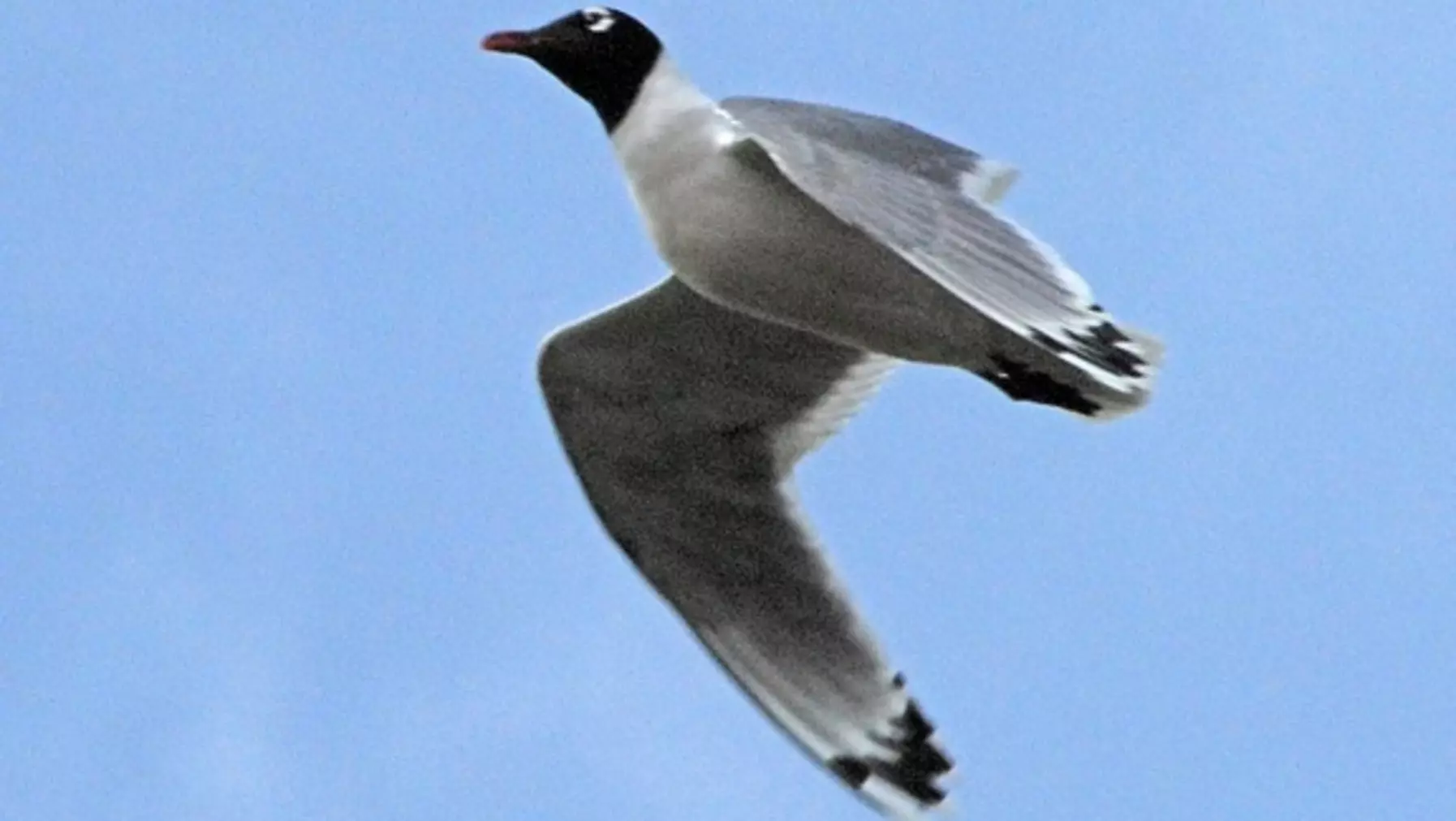 Franklin's Gull D3528.jpeg