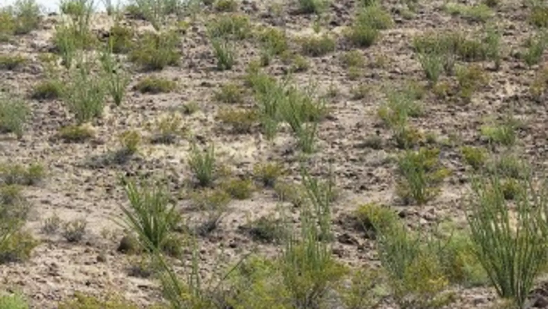 Gila River area S17144.jpg