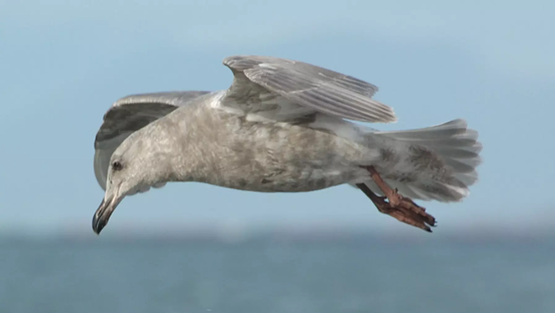 Glaucous-winged Gull 32883.jpg