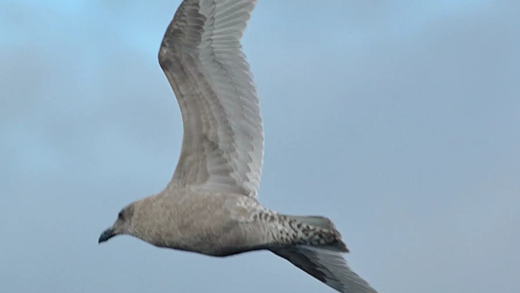 Glaucous-winged Gull 37111.jpg