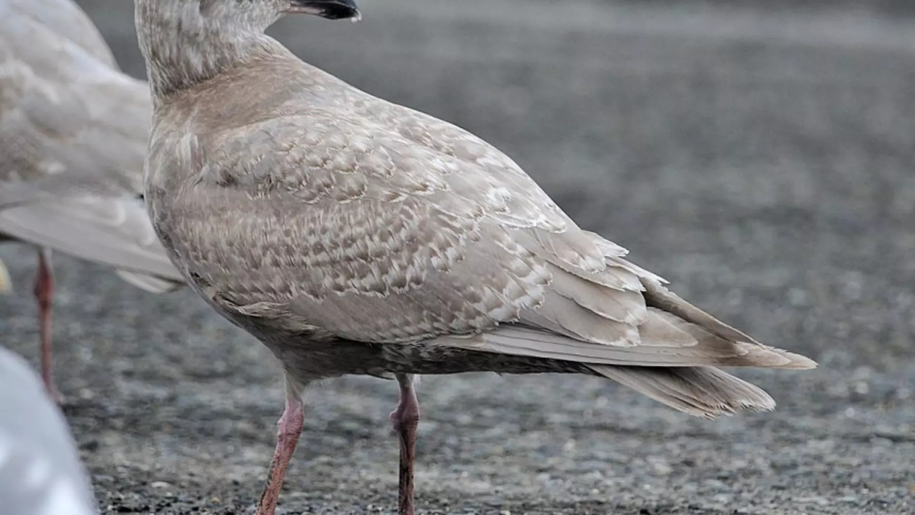 Glaucous-winged Gull A20258.jpg