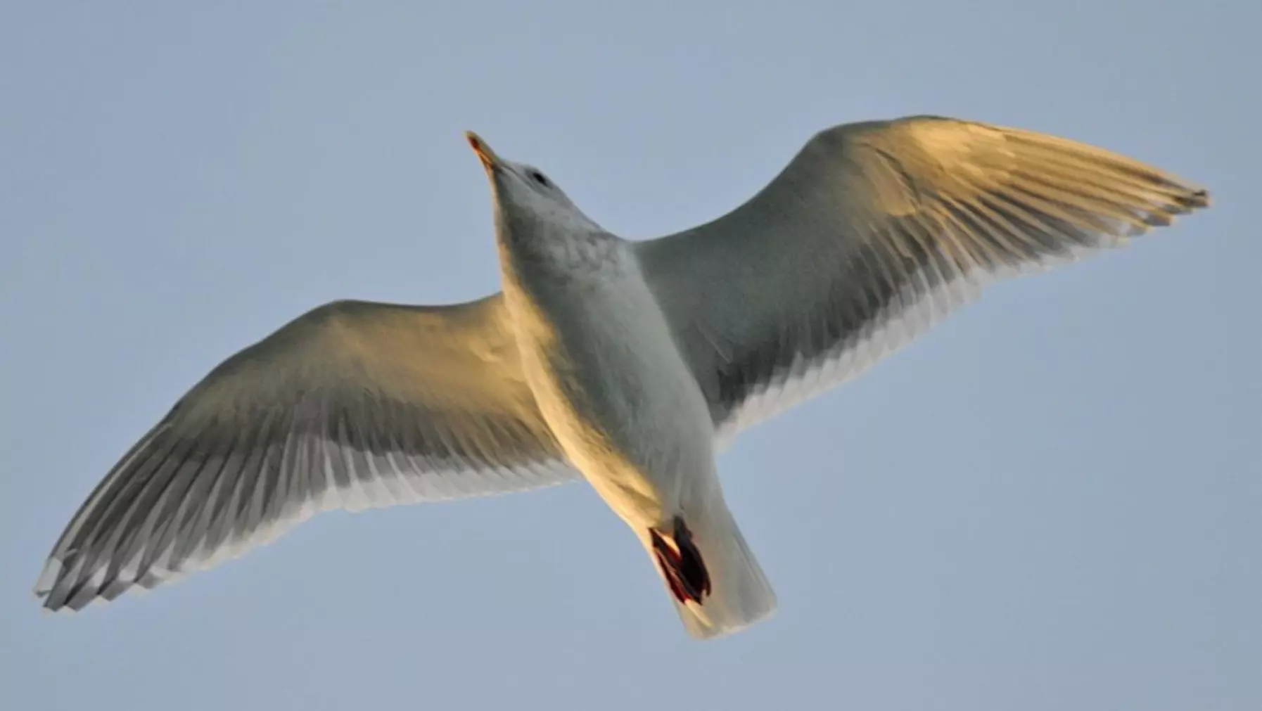 Glaucous-winged Gull A20353.jpg