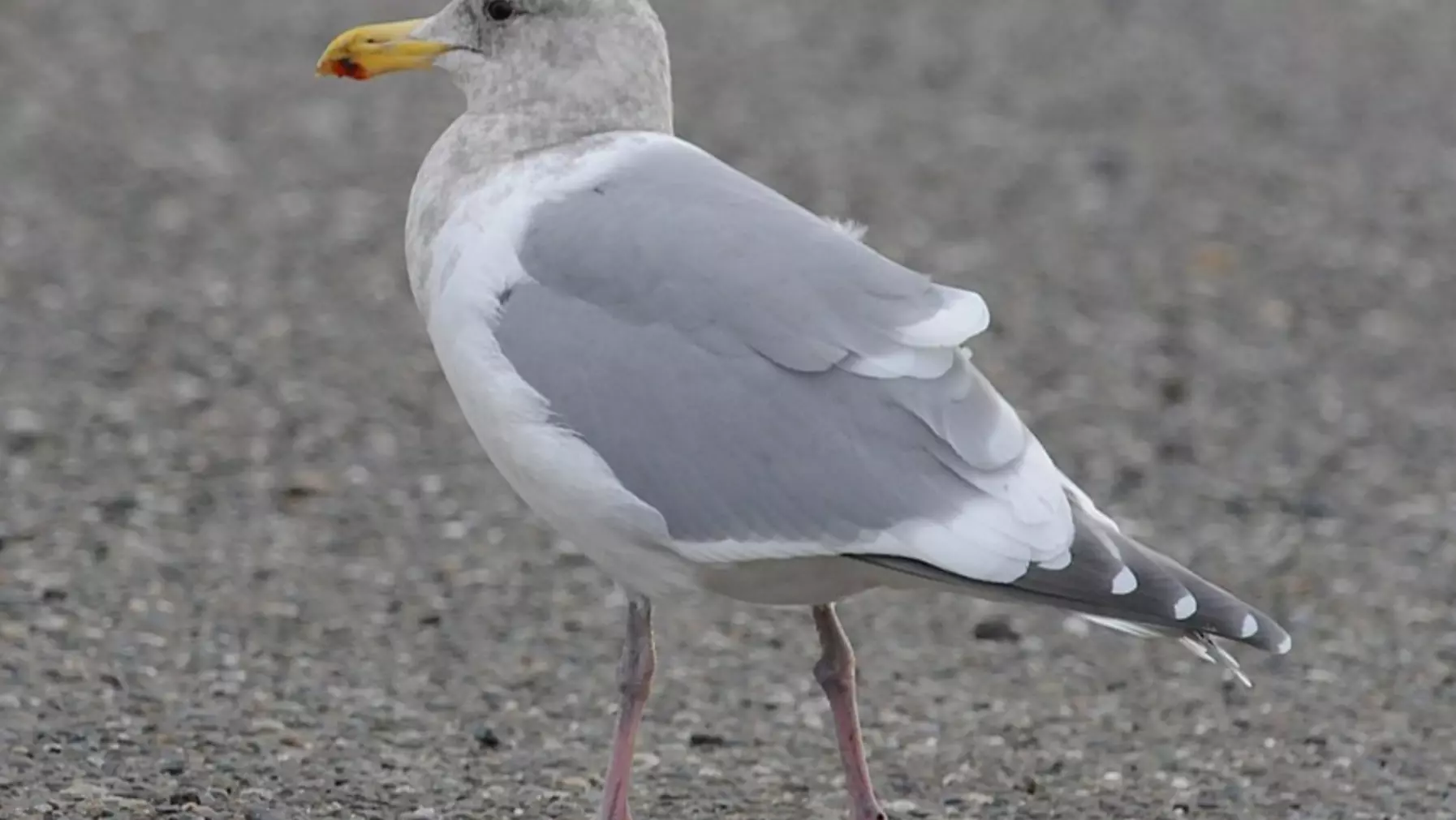 Glaucous-winged Gull A2061.jpg