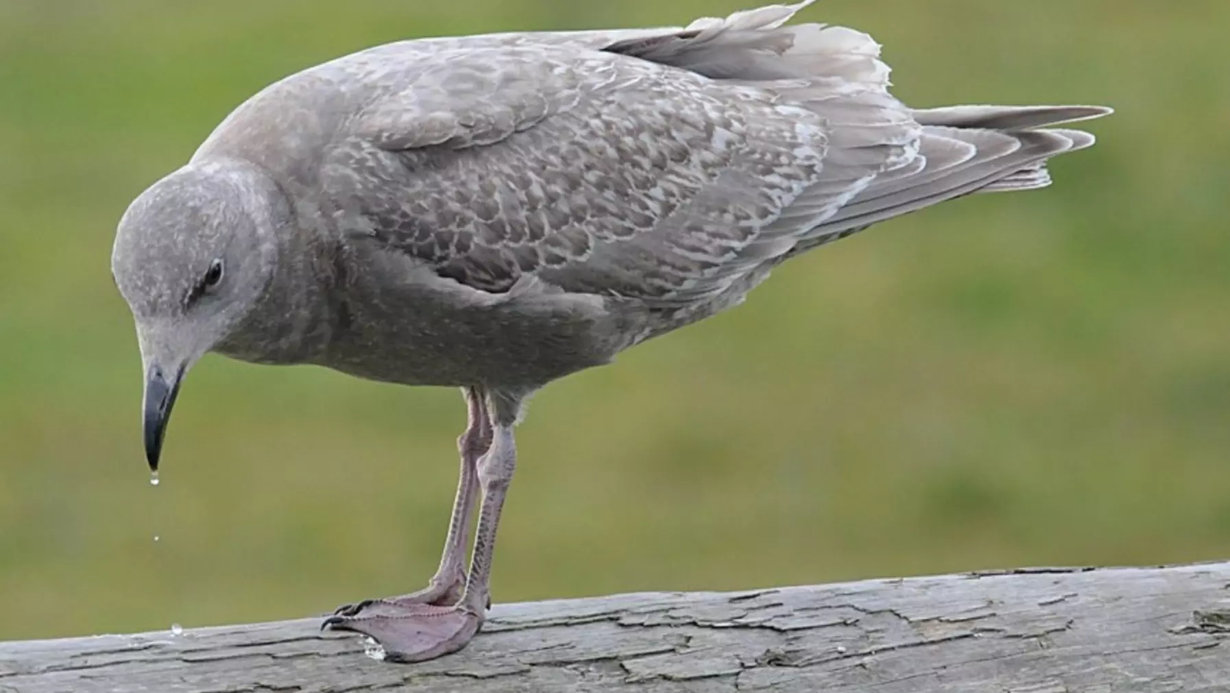 Glaucous-winged Gull A2067.jpg