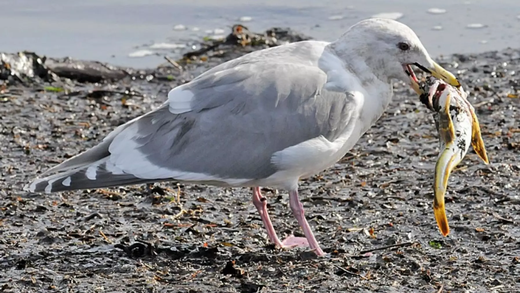 Glaucous-winged Gull A2495.jpg