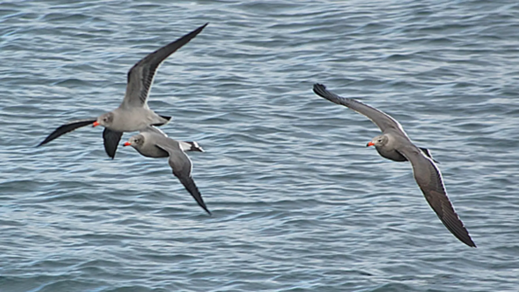 Heermann's Gull 37119-2.jpg