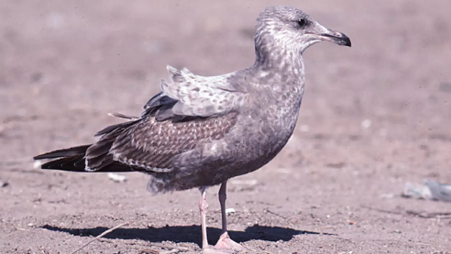 Larus argentatus (DP)16.jpg