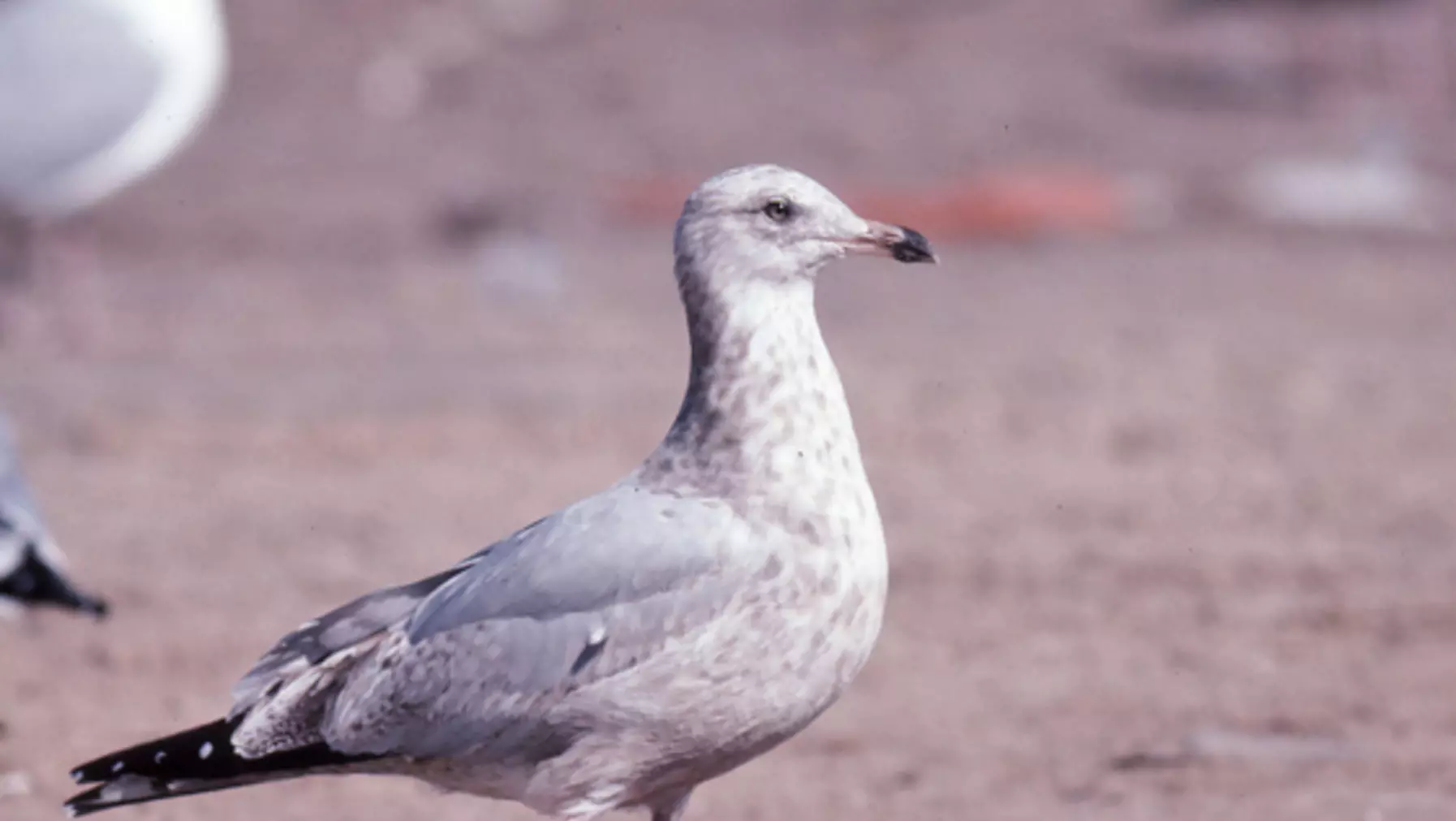 Larus argentatus (DP)17.jpg