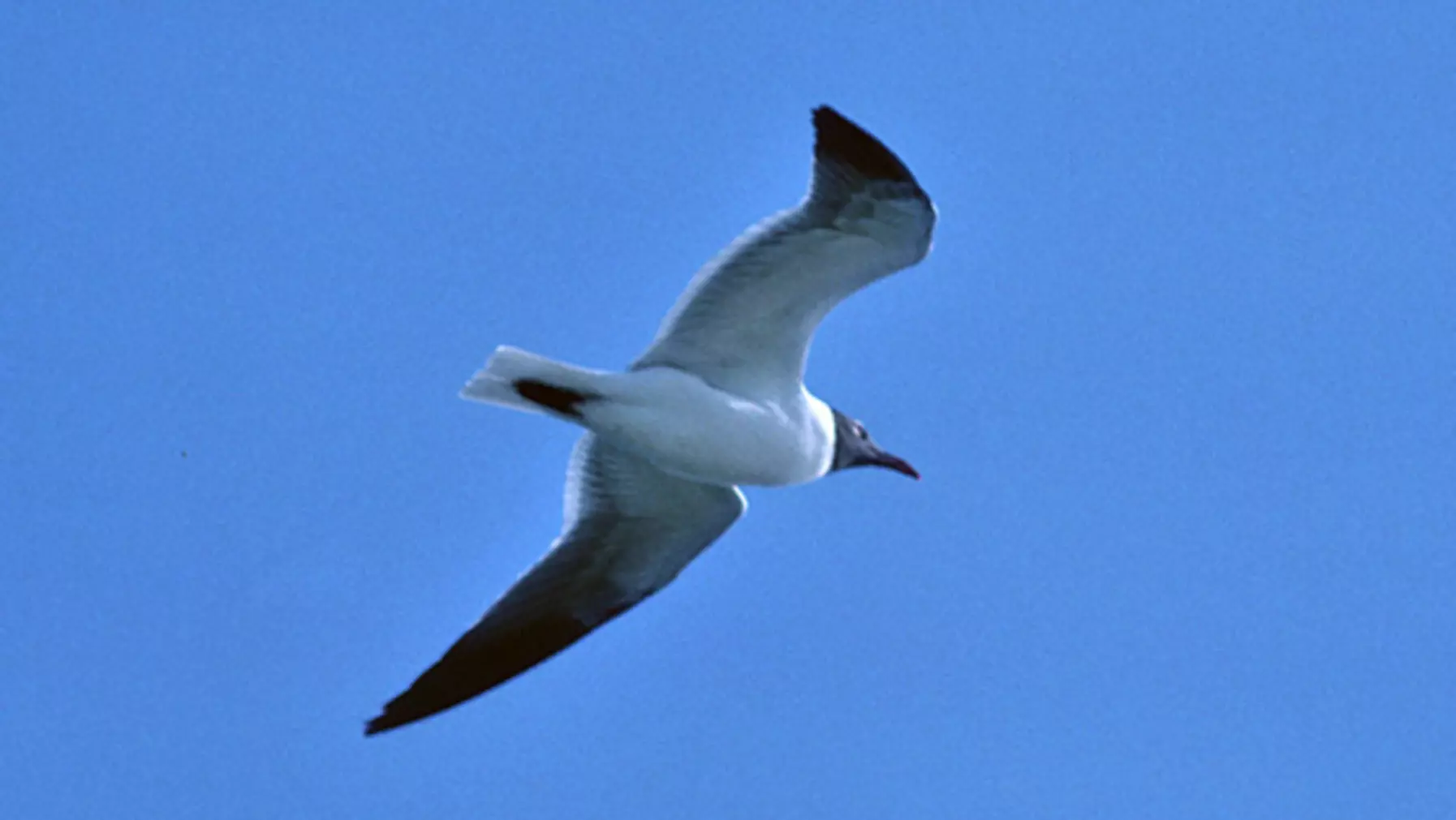 Larus atricilla (DP)3.jpg