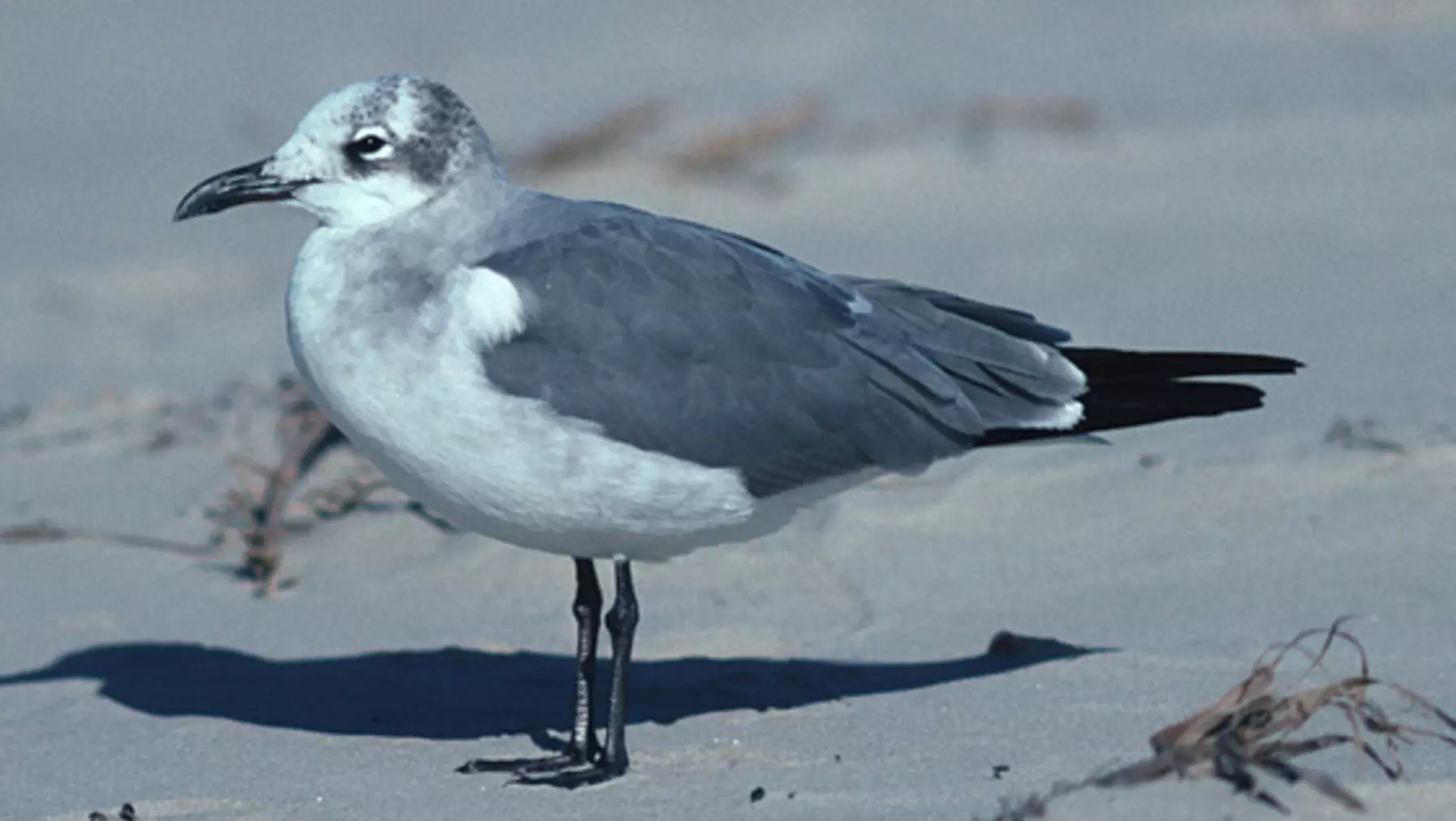 Larus atricilla (DP)5.jpg