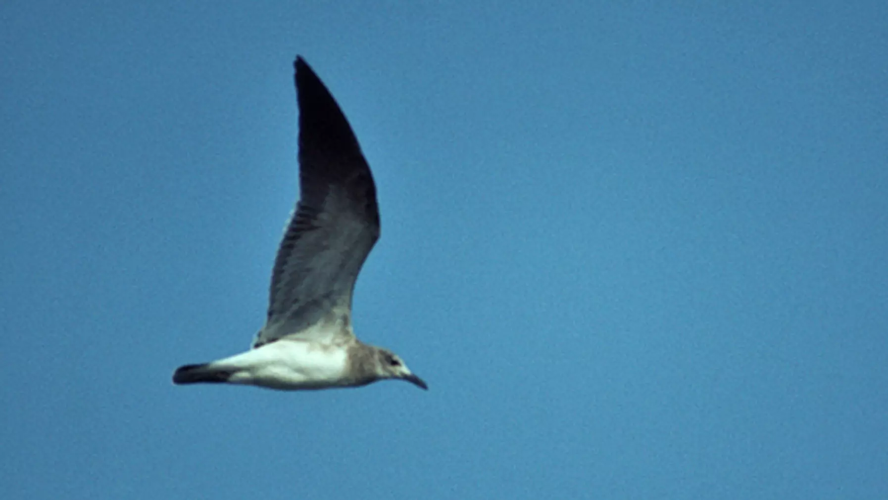 Larus atricilla (DP)8.jpg