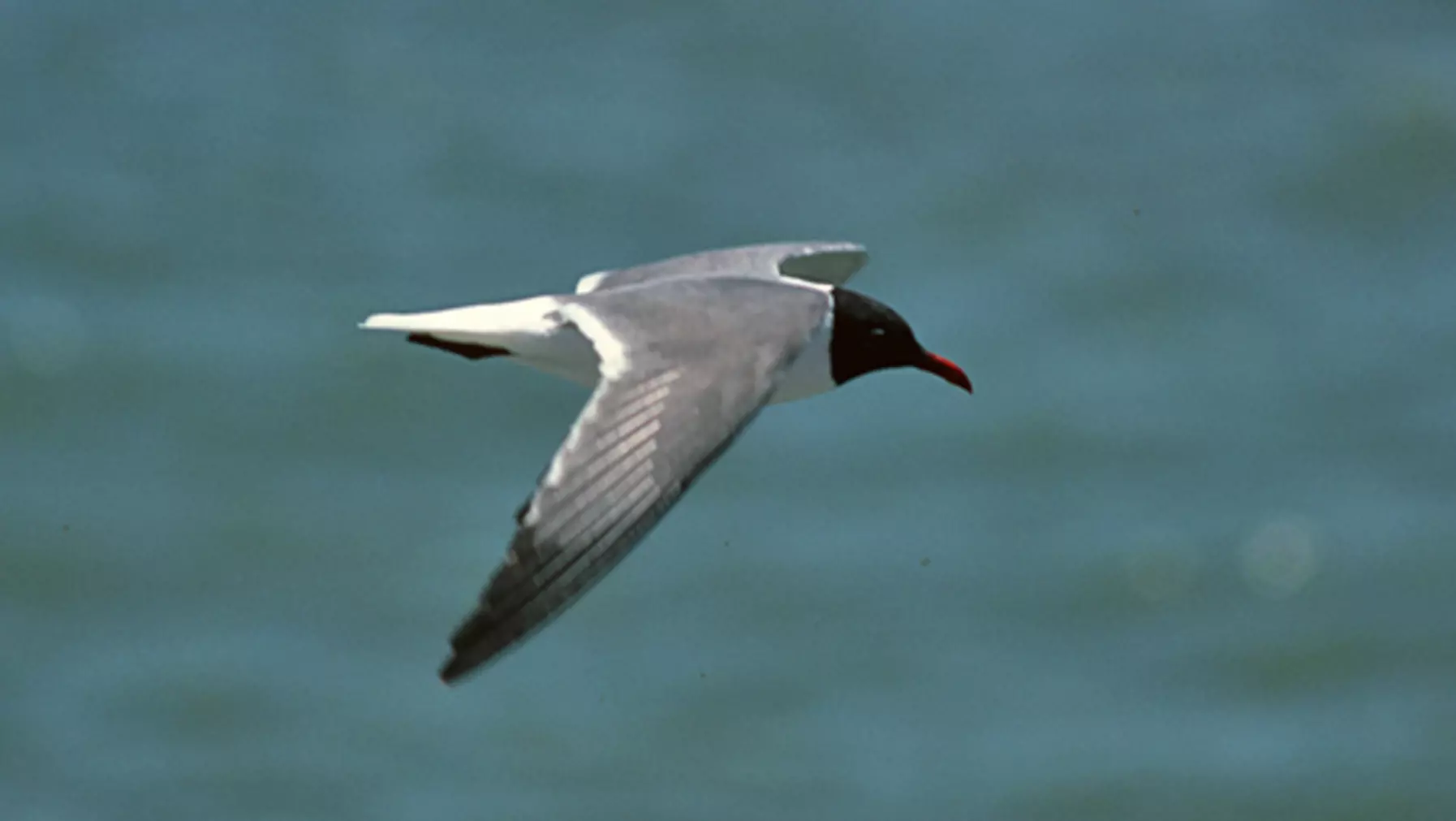 Larus atricilla (JVO).jpg