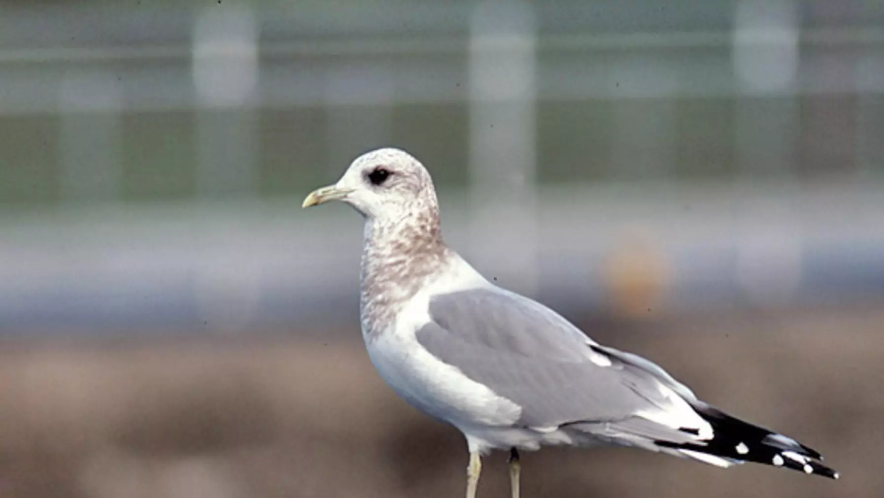 Larus canus (DP)11.jpg