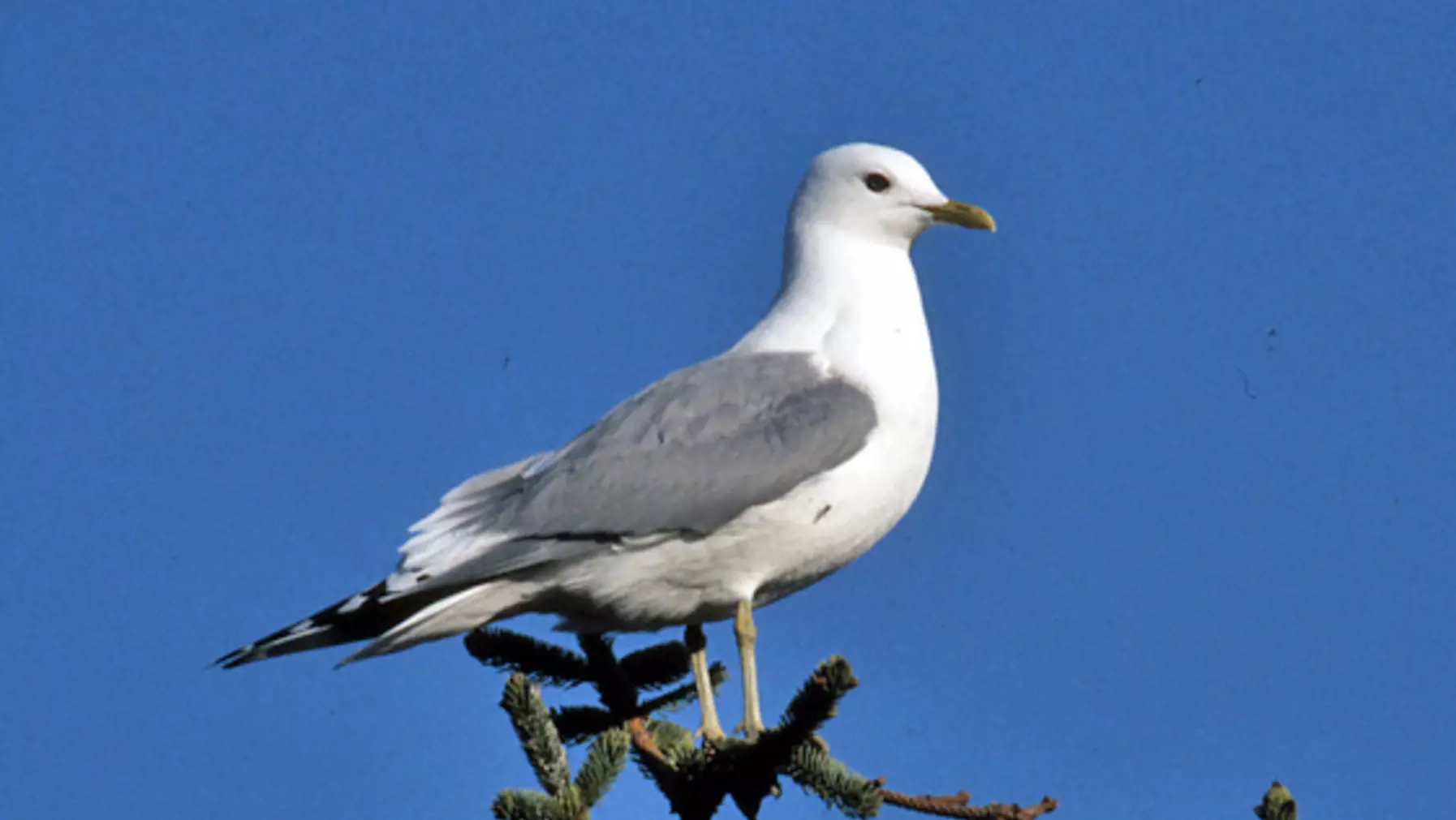 Larus canus (DP)12.jpg