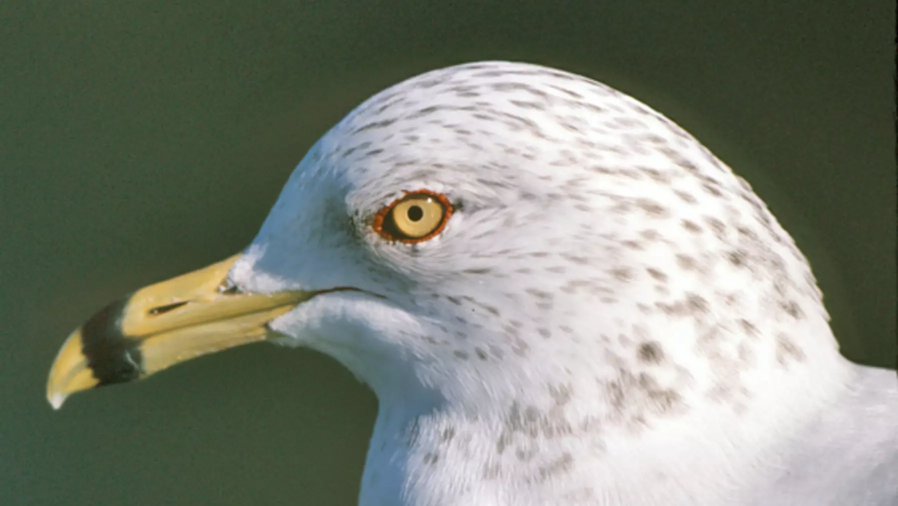 Larus delawarensis (DP)11.jpg