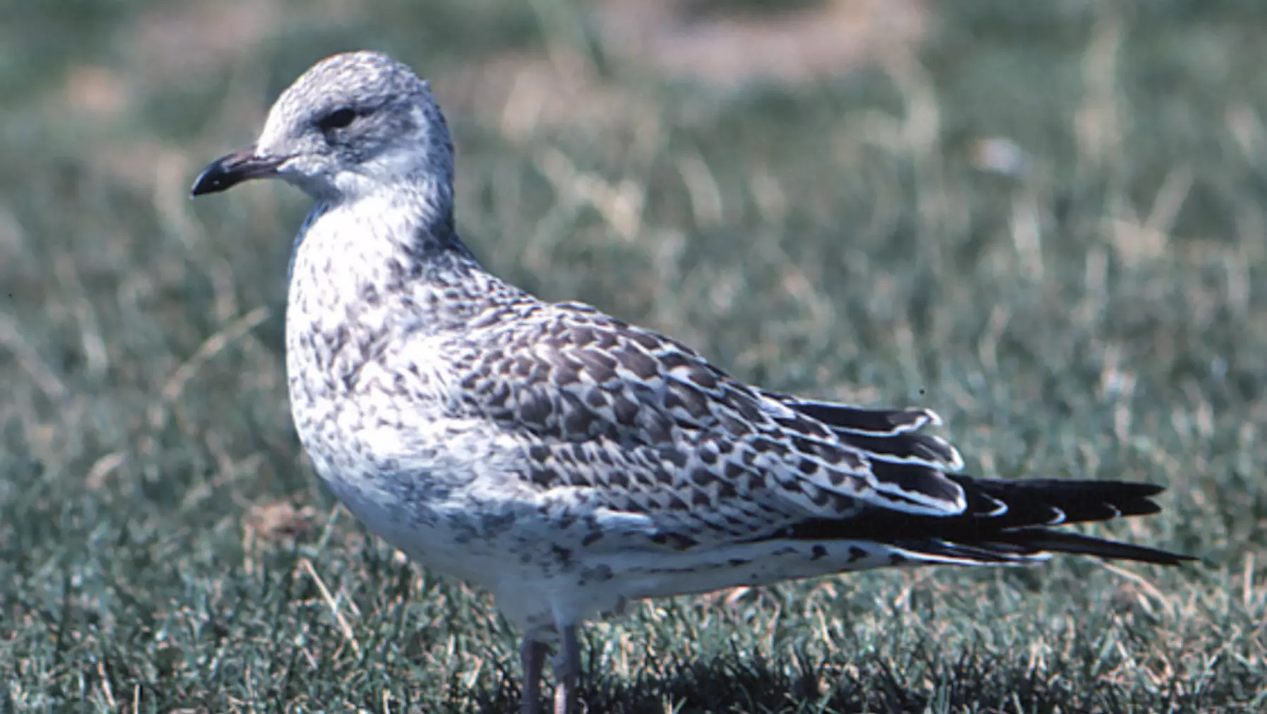 Larus delawarensis (DP)14.jpg