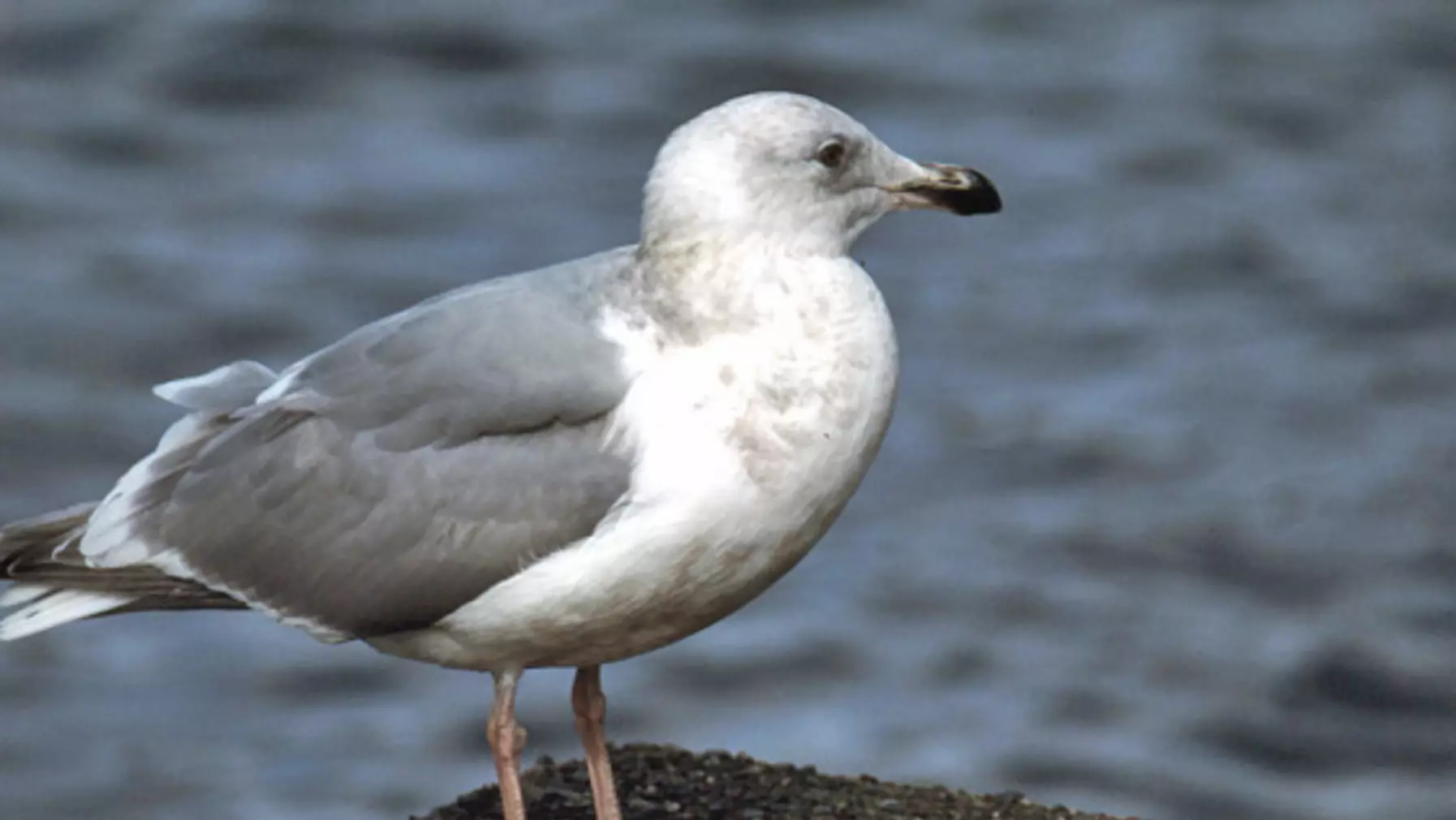 Larus glauc. x occid. (DP)2.jpg