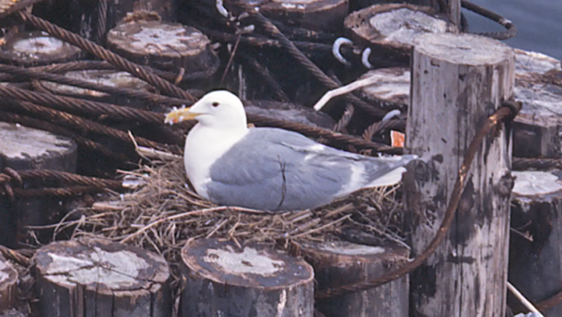 Larus glaucescens (DP)16.jpg