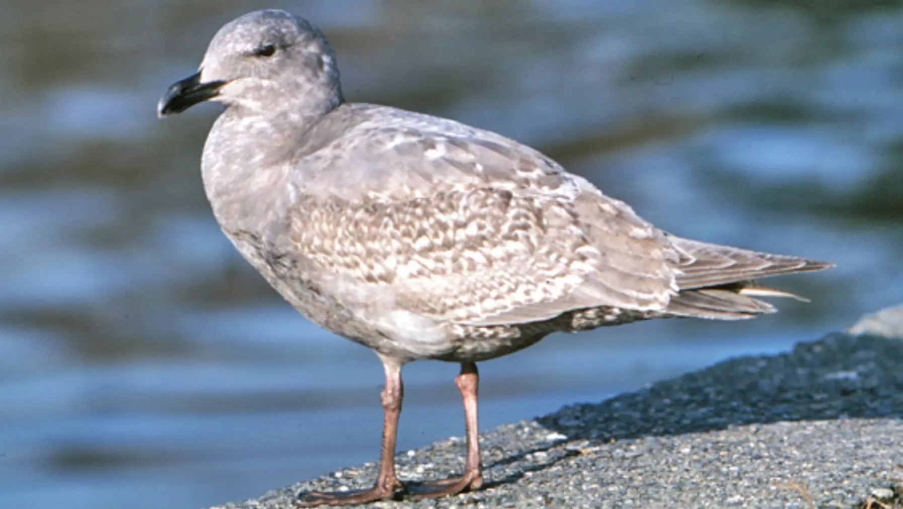 Larus glaucescens (DP)23.jpg