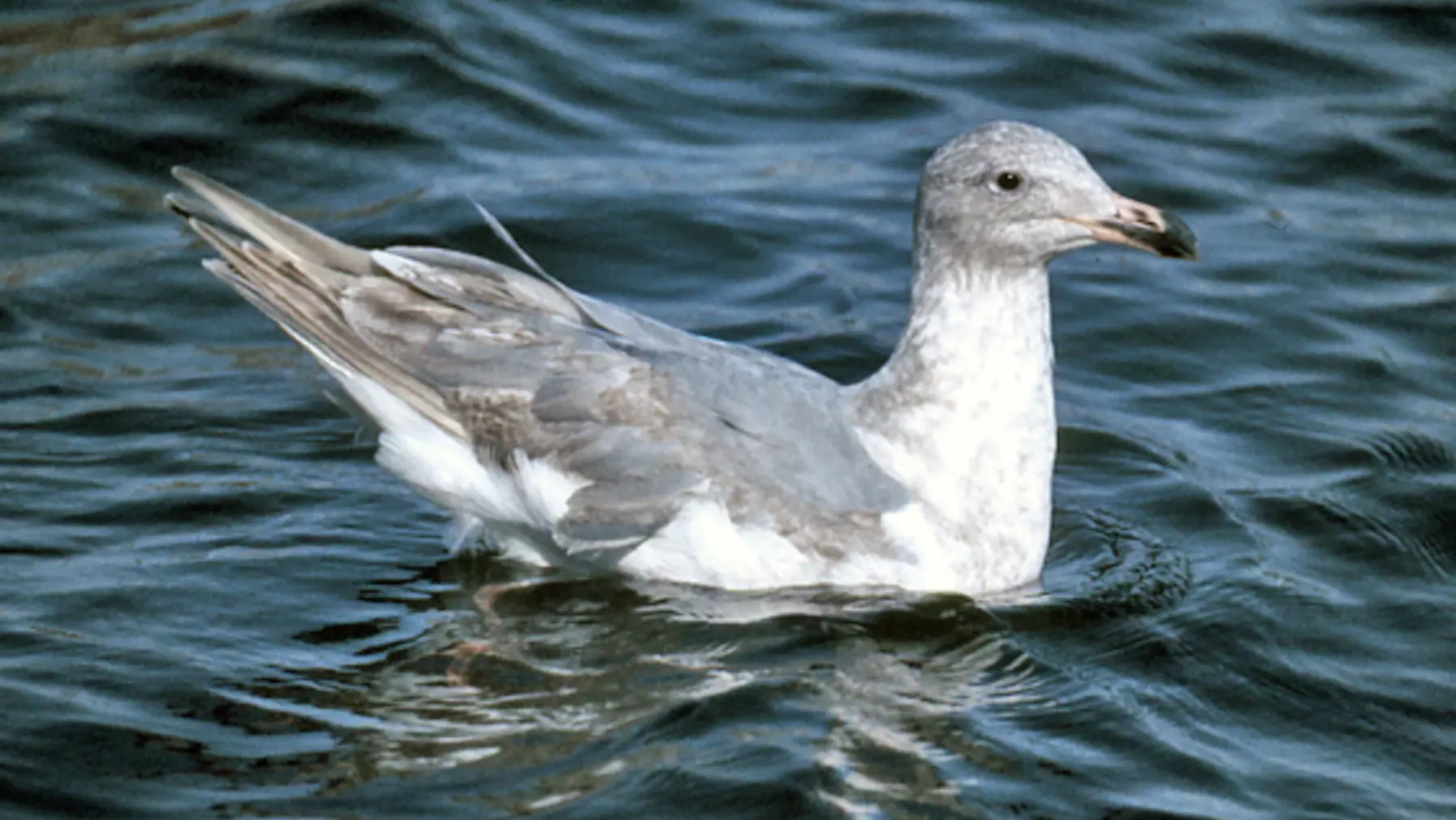 Larus glaucescens (DP)27.jpg