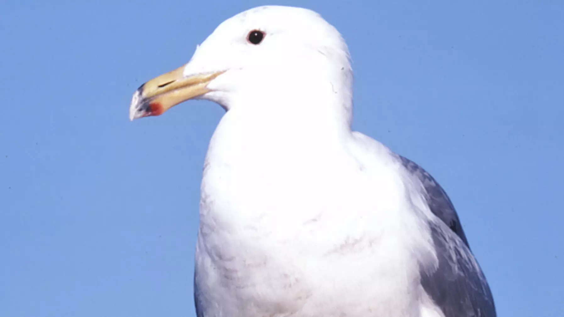 Larus glaucescens (DP)28.jpg