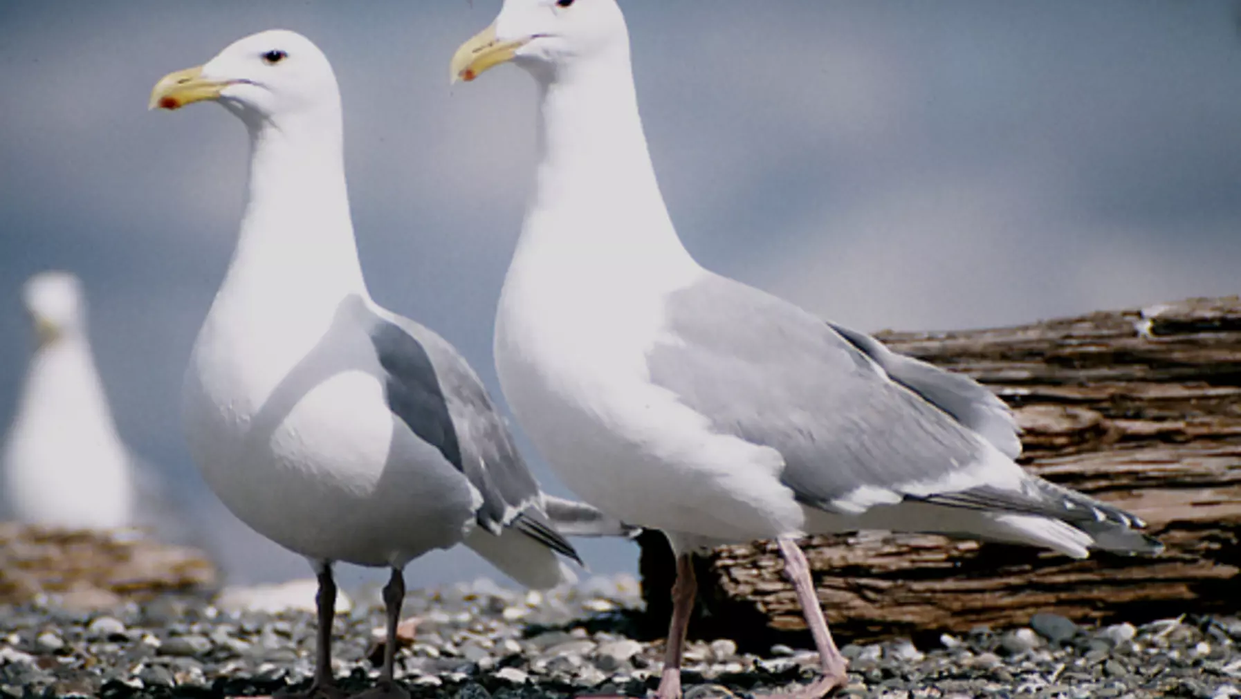 Larus glaucescens (DP)30.jpg