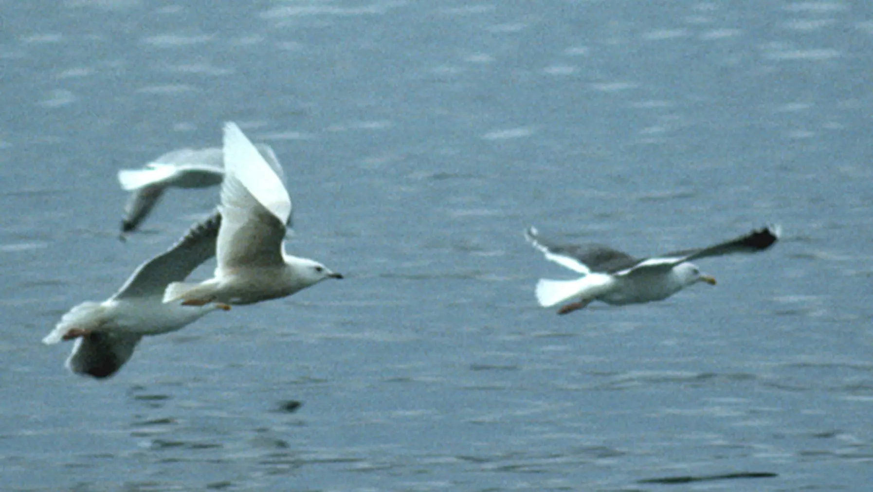 Larus glaucoides (DP)1.jpg