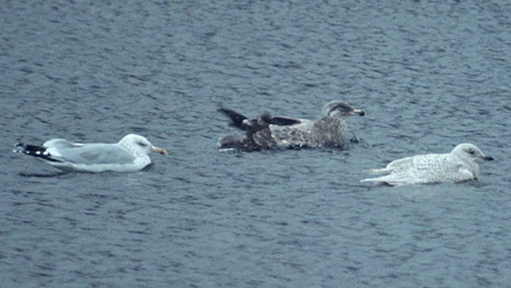 Larus glaucoides (DP)3.jpg